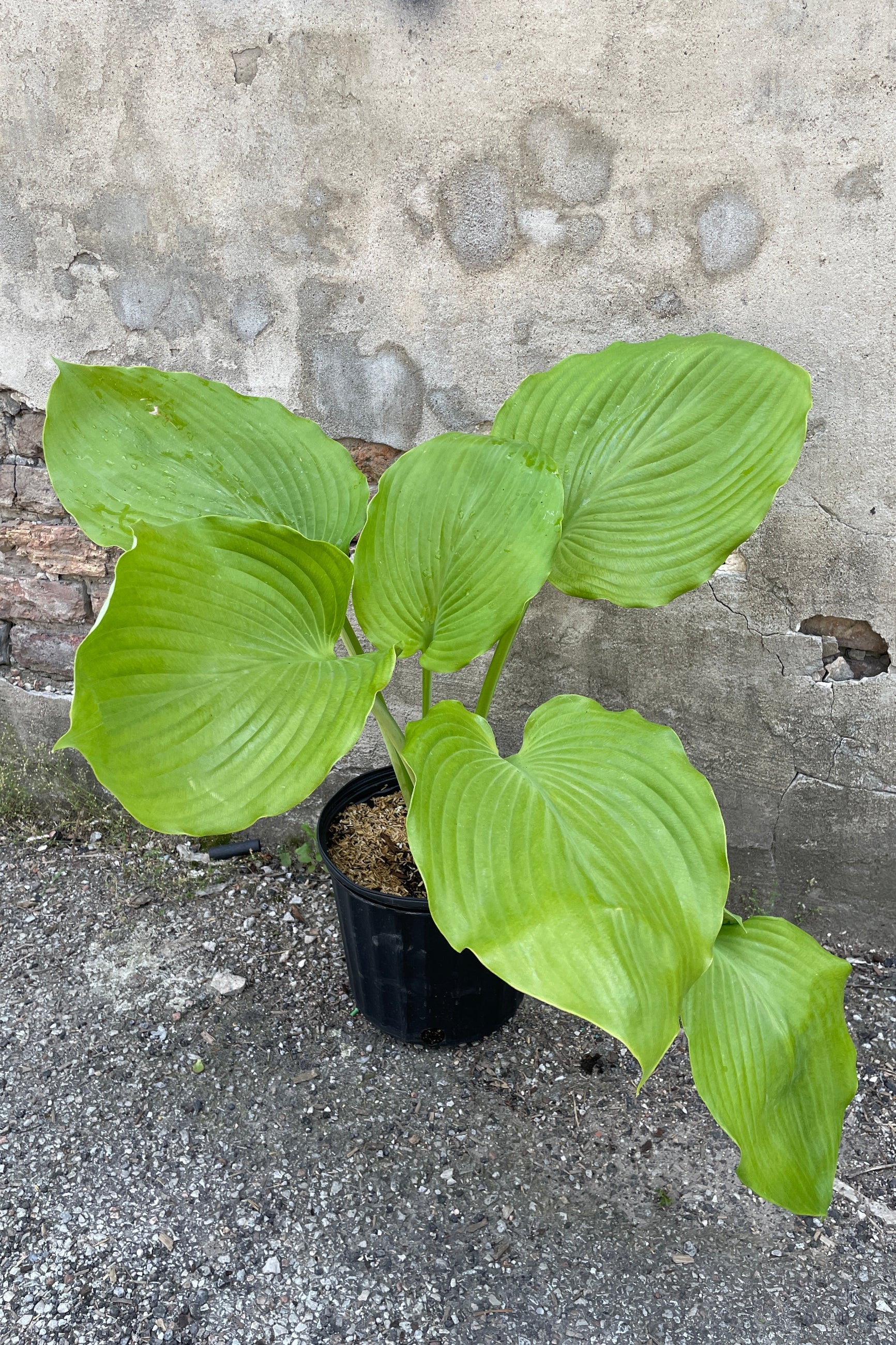 Hosta 'Sum and Substance' in a #3 growers pot the end of May with 6 huge heart shaped leaves. ©Sprout Home
