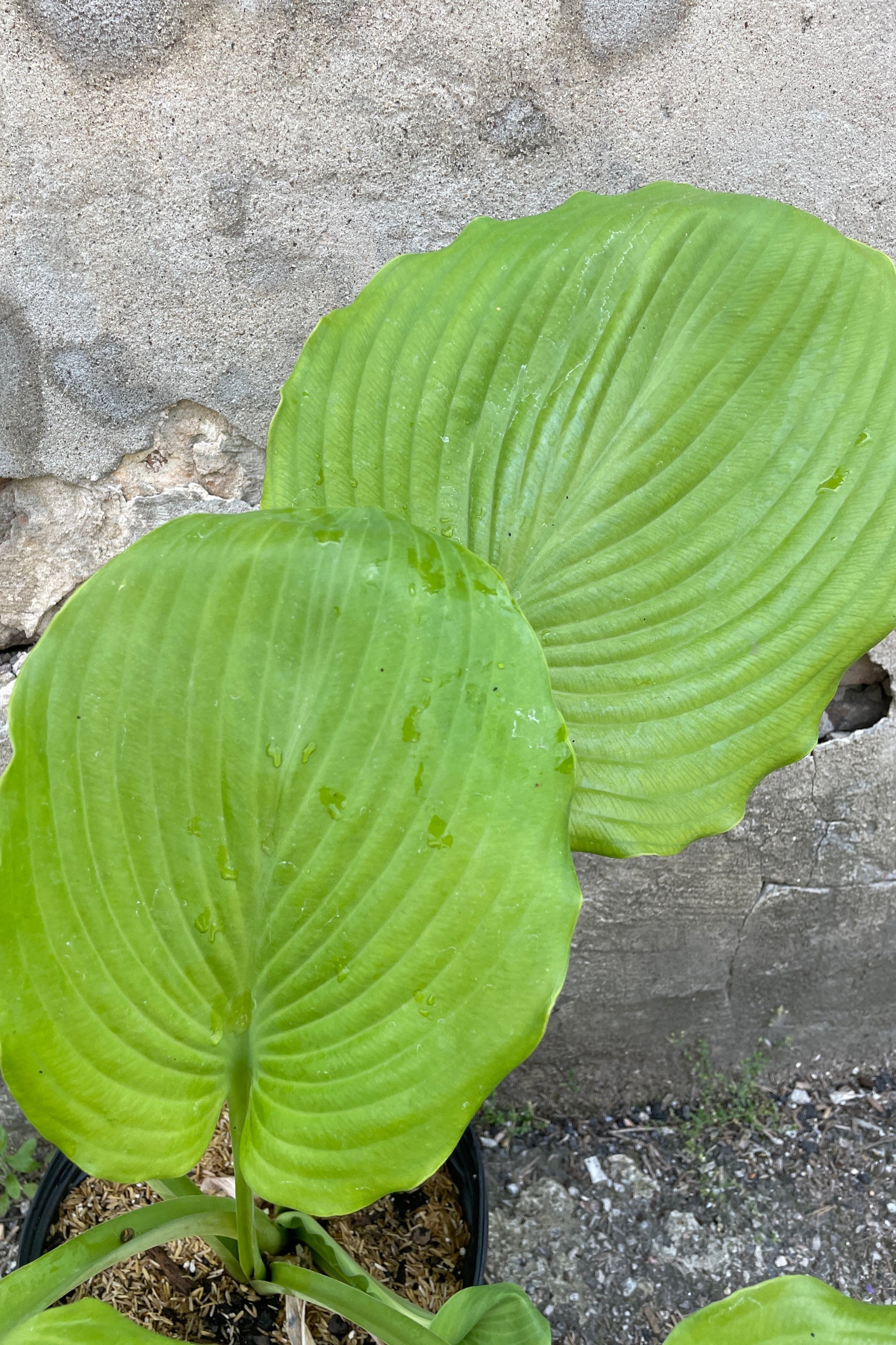 The huge chartreuse green leaves up close of the Hosta 'Sum and Substance' Hosta the end of May. ©Sprout Home