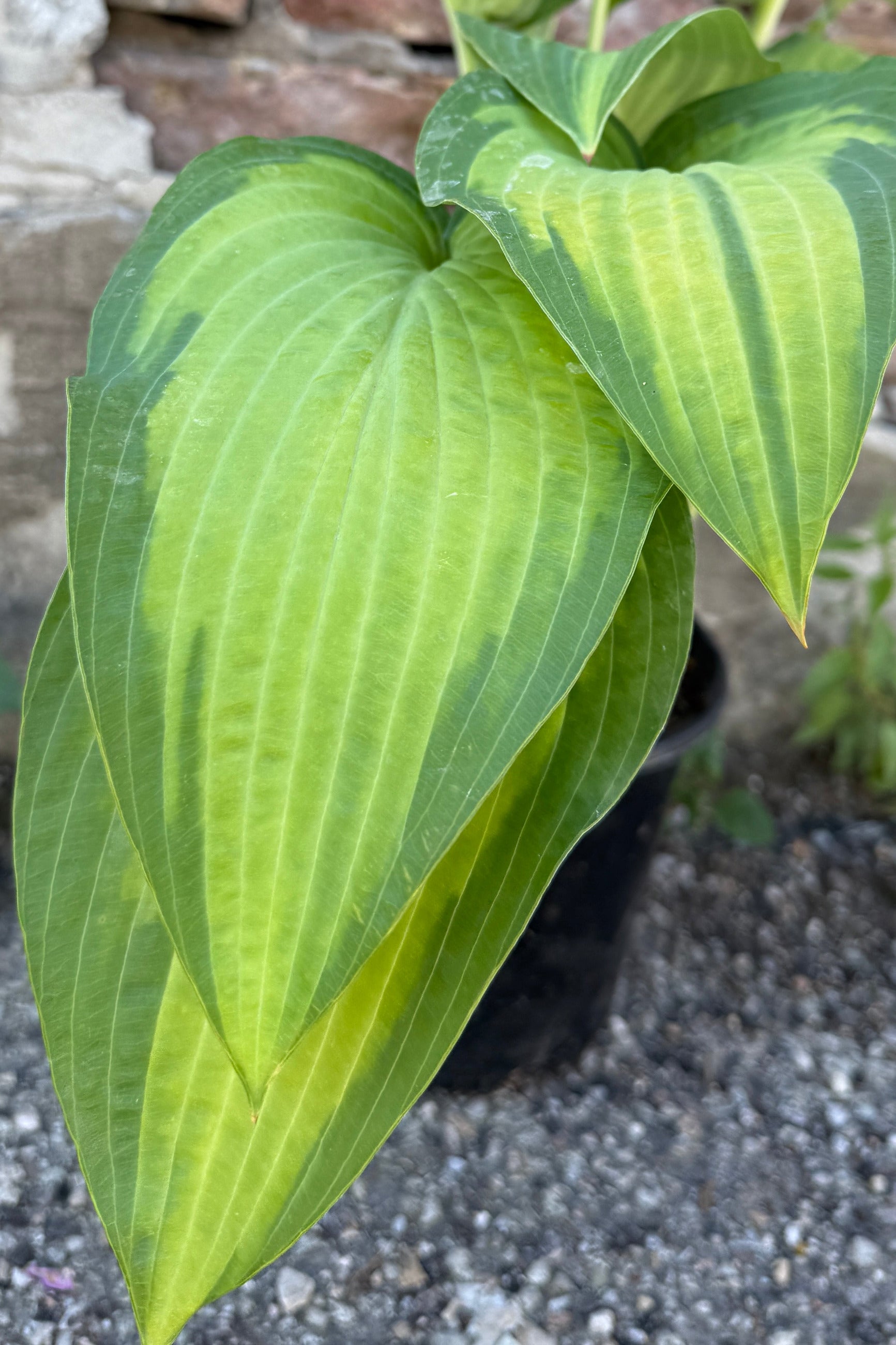 Close-up of Hosta 'Paul's Glory' green leaves with yellowish veins against a blurred background ©Sprout Home