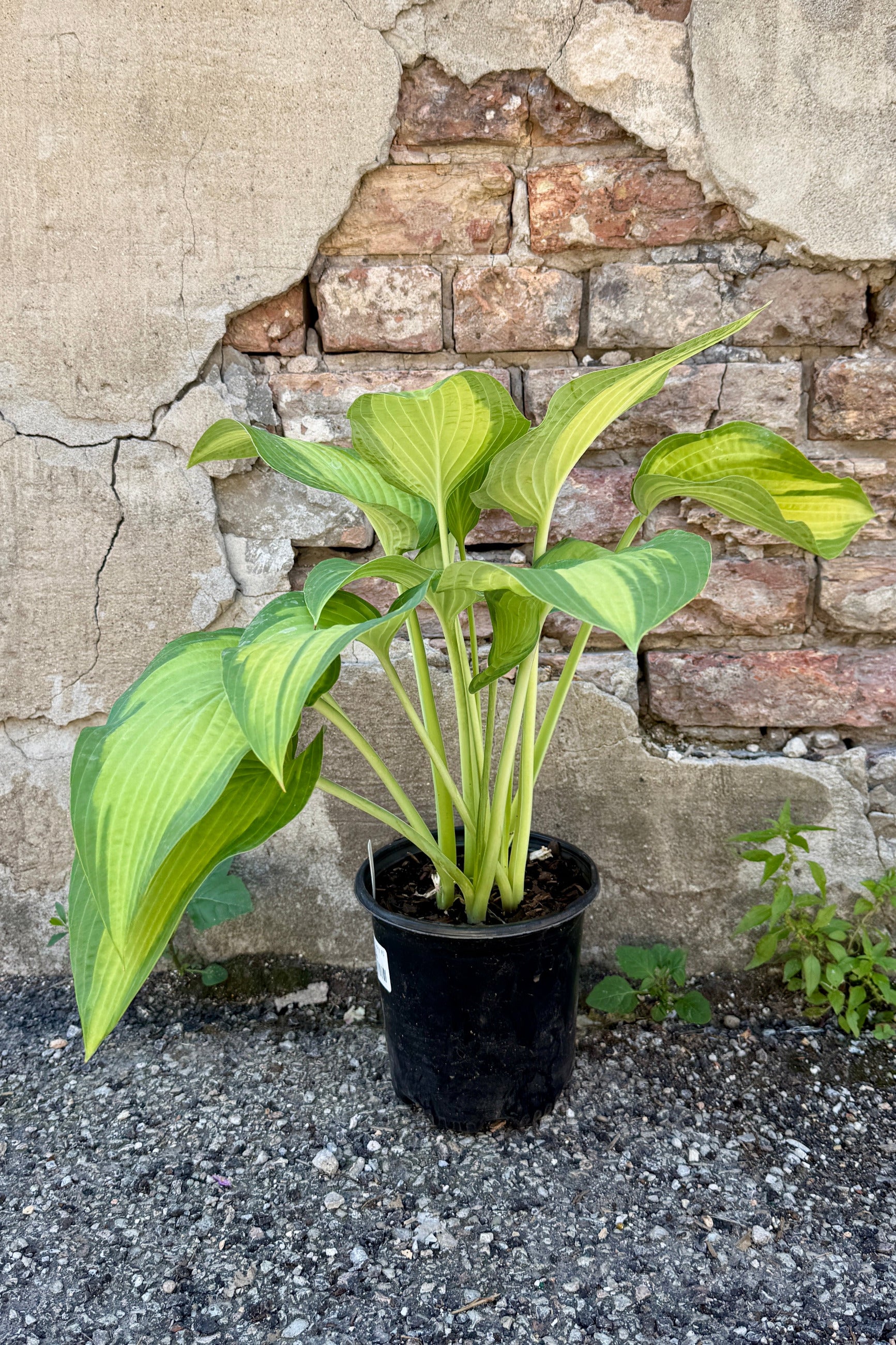 Hosta 'Paul's Glory' in a #1 growers pot the middle of June in front of a stone wall ©Sprout Home