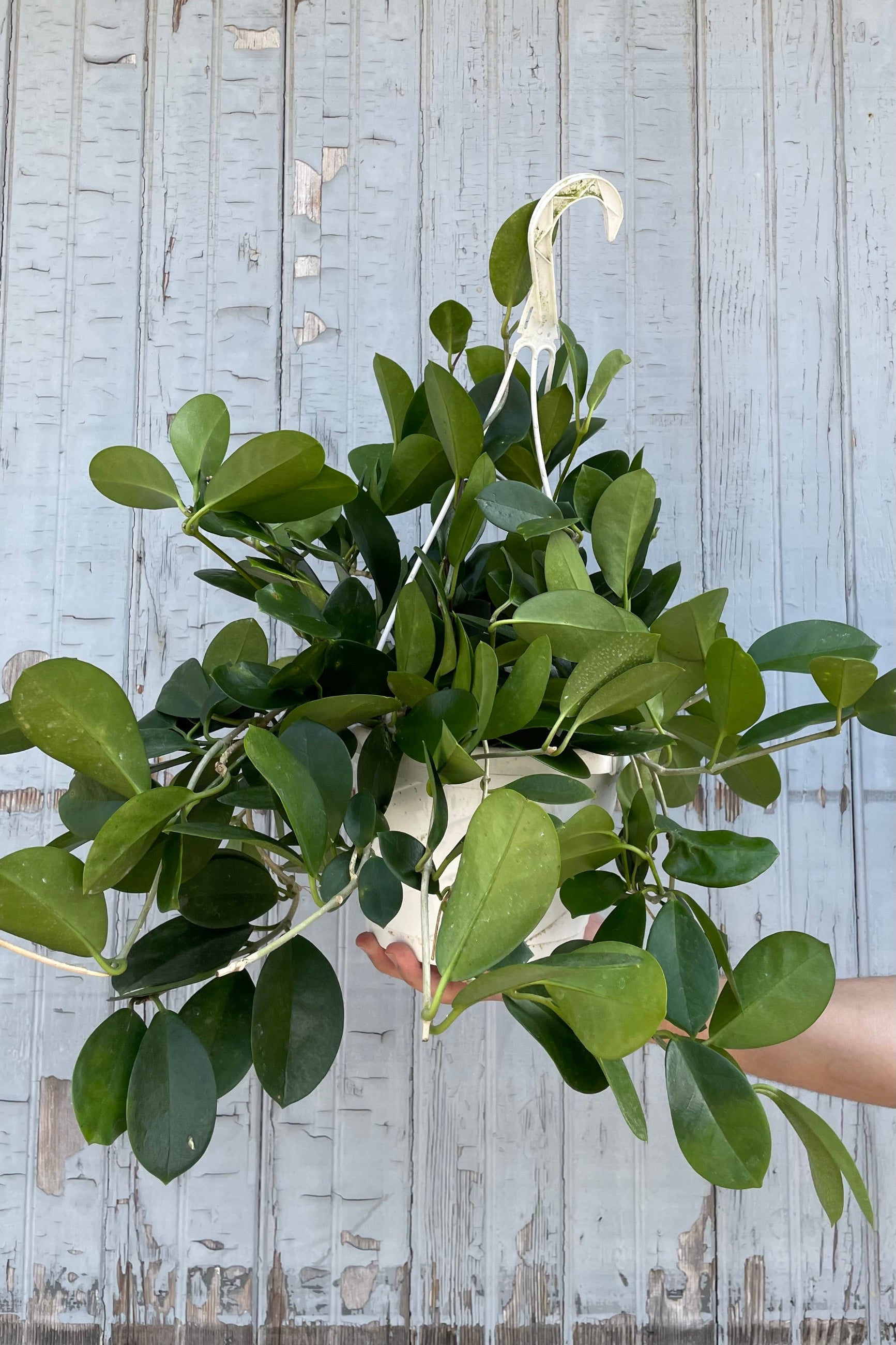 A full view of a hand holding a hanging Hoya australis 8" against wooden backdrop ©Sprout Home ©Sprout Home