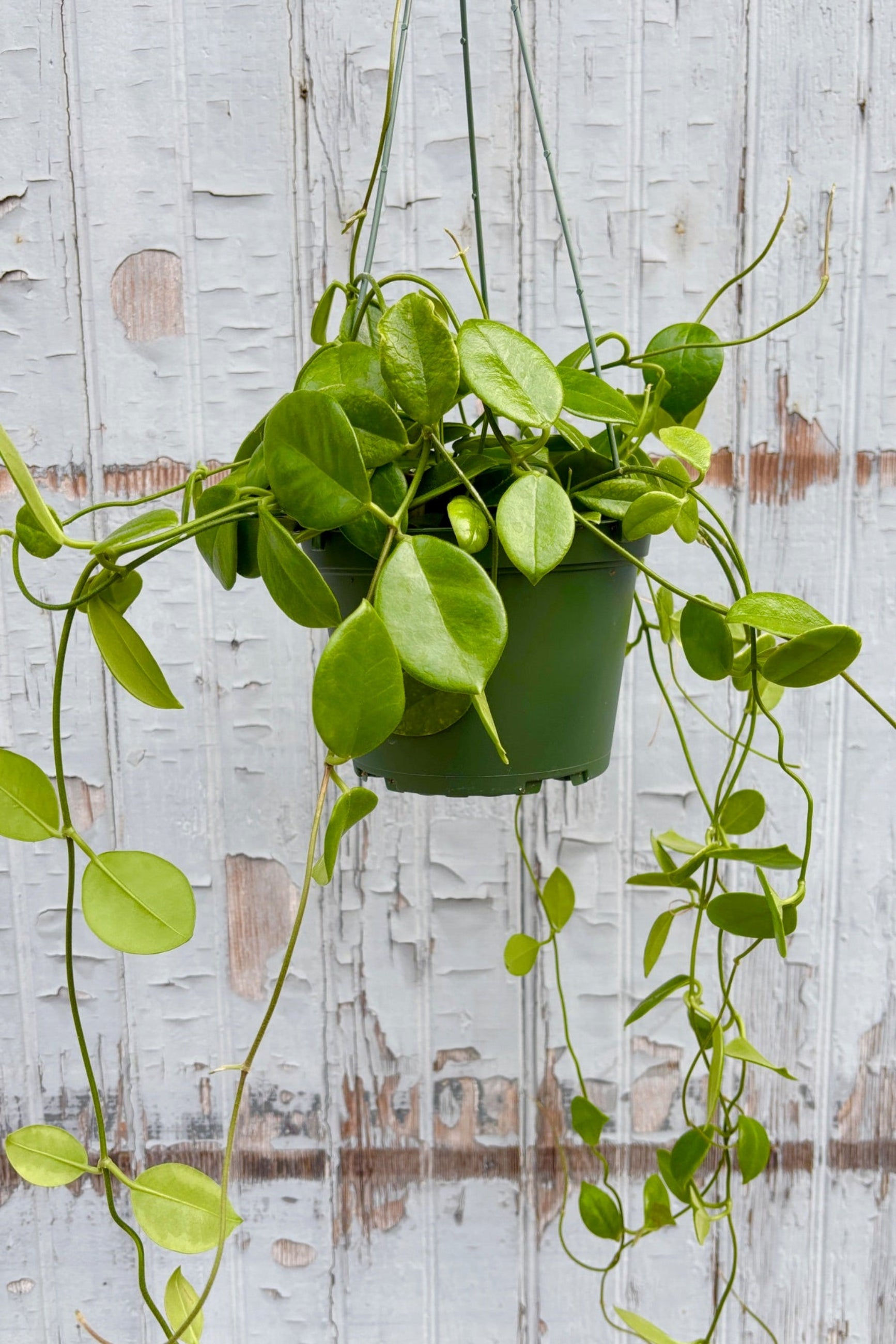 philodendron vs hoya Hoya australis ssp. keysii 6" at SPROUT HOME