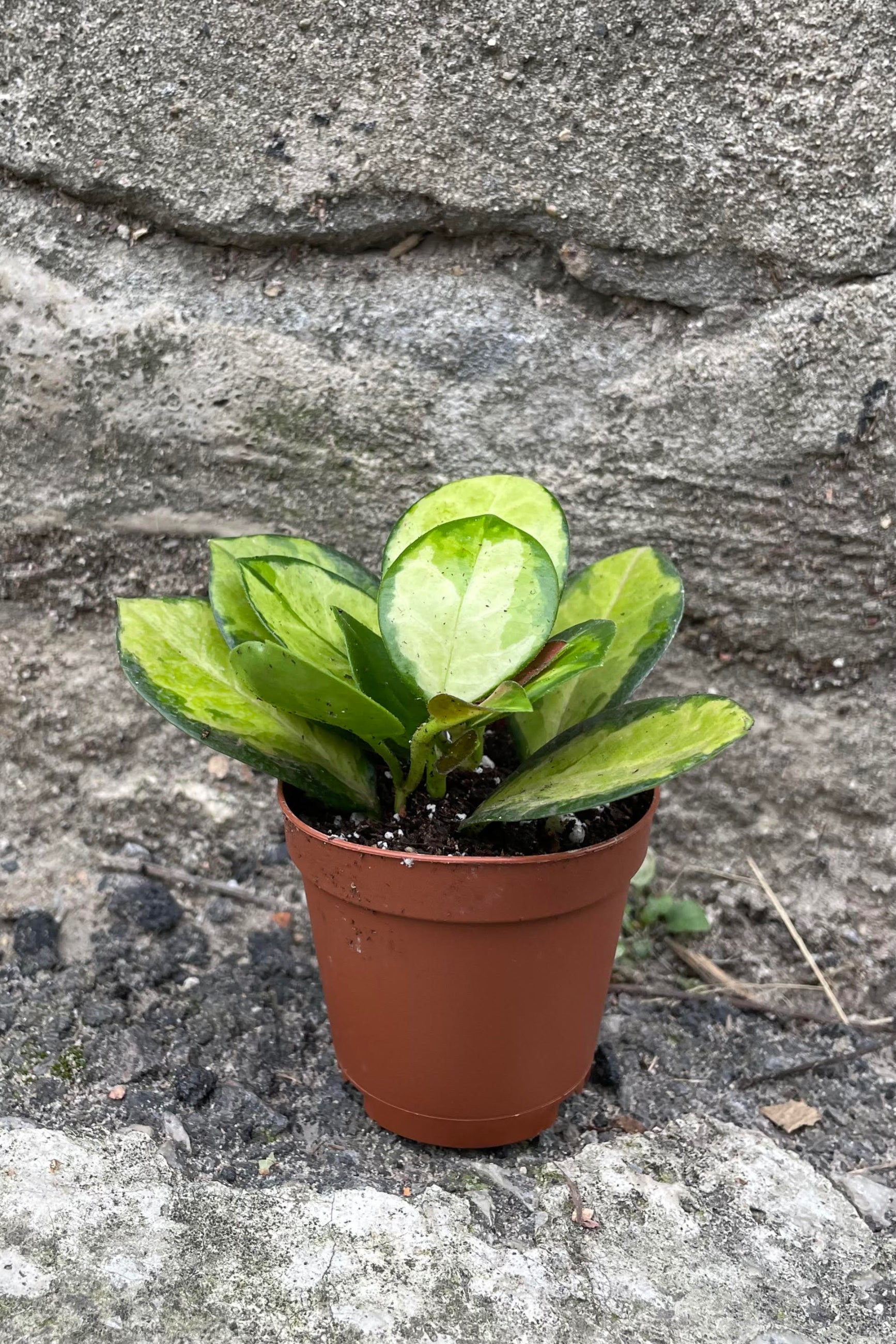 Photo of Hoya australis 'Lisa' waxflower plant in a clay colored pot against a cement wall. ©Sprout Home