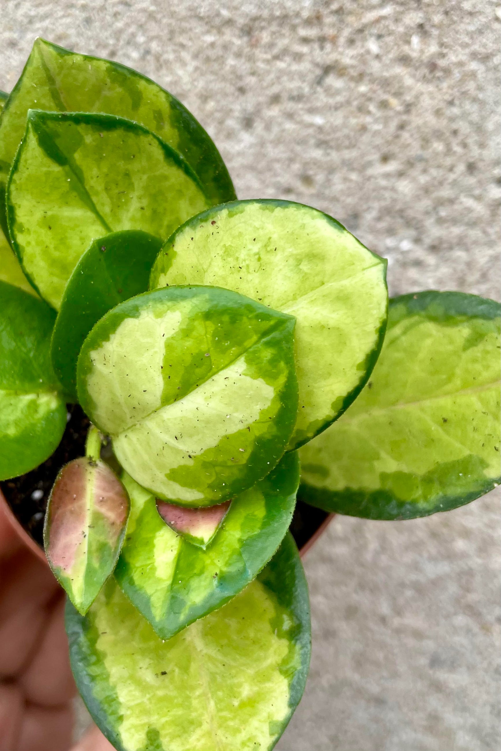 Close photo of colorful leaves of Hoya australis 'Lisa' against a cement wall. ©Sprout Home