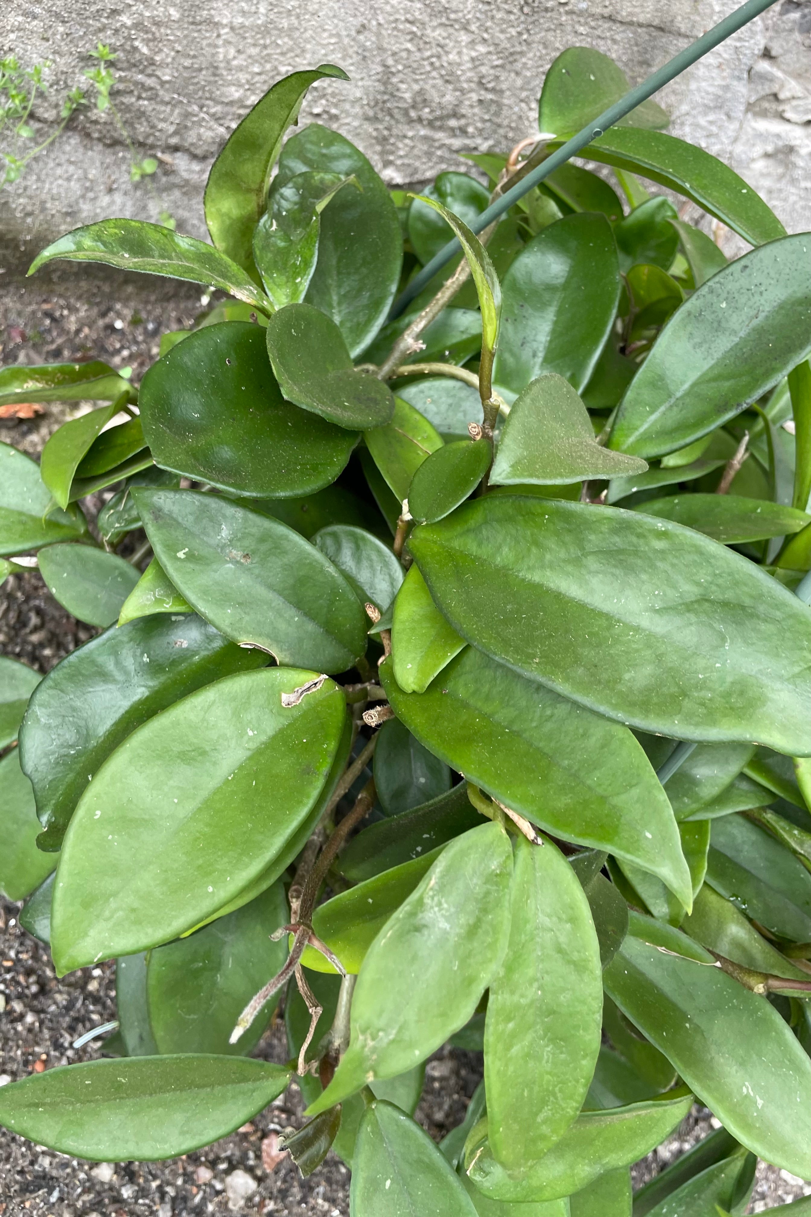 A detailed view of Hoya carnosa 8" against concrete backdrop