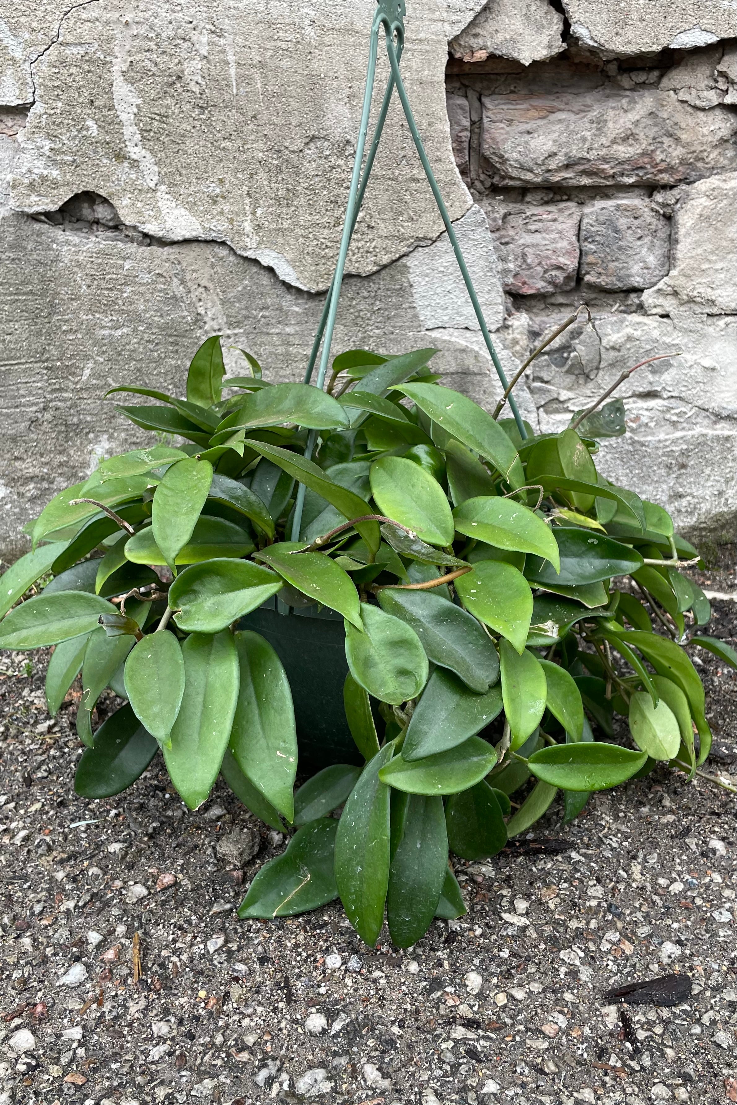 A full view of Hoya carnosa 8" in a hanging pot against concrete backdrop