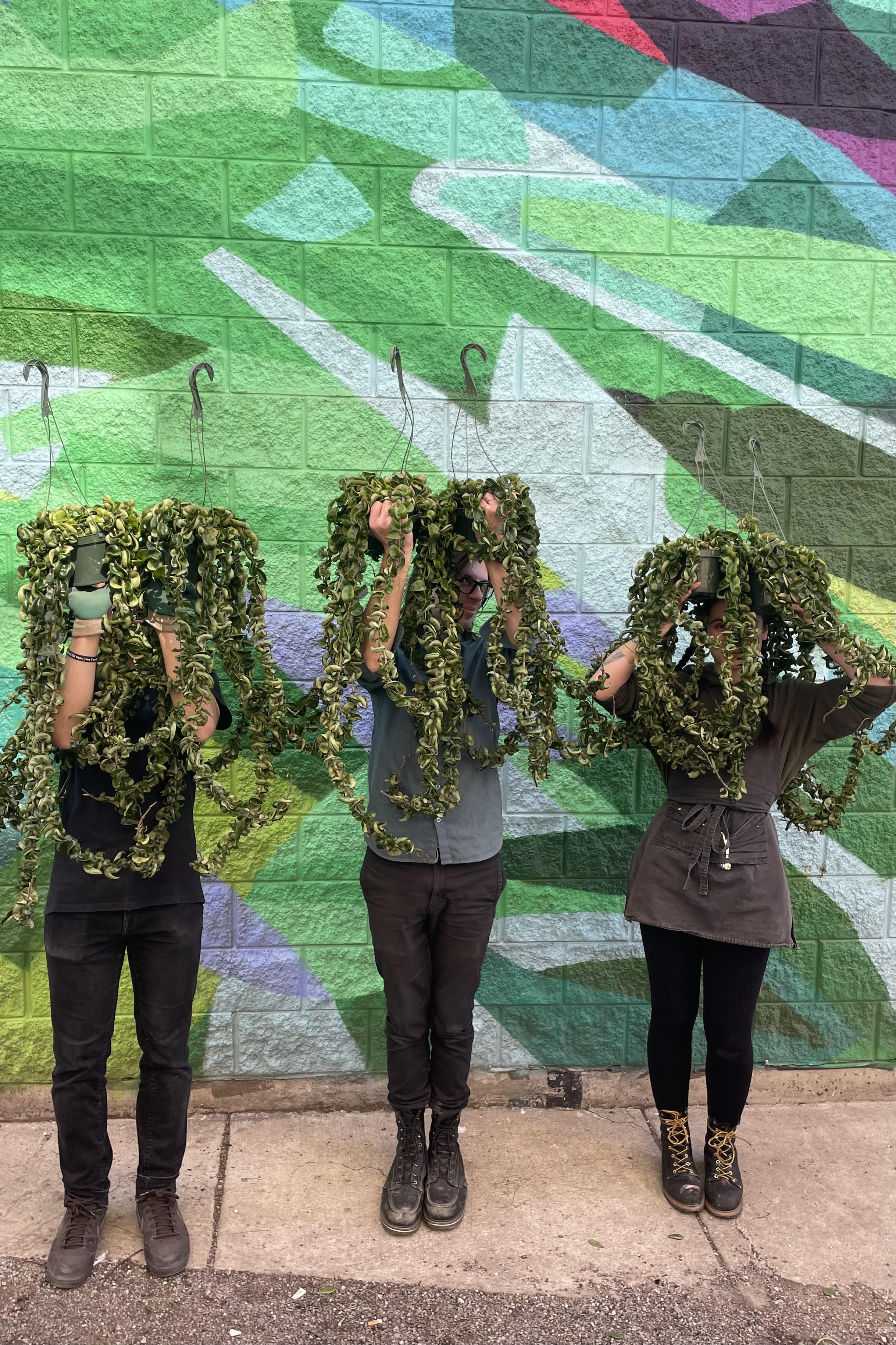 Photo of three gardeners holding pots of Hoya carnosa compacta with long trailing vines in front of their faces. They stand against a brightly colored mural on a brick wall.