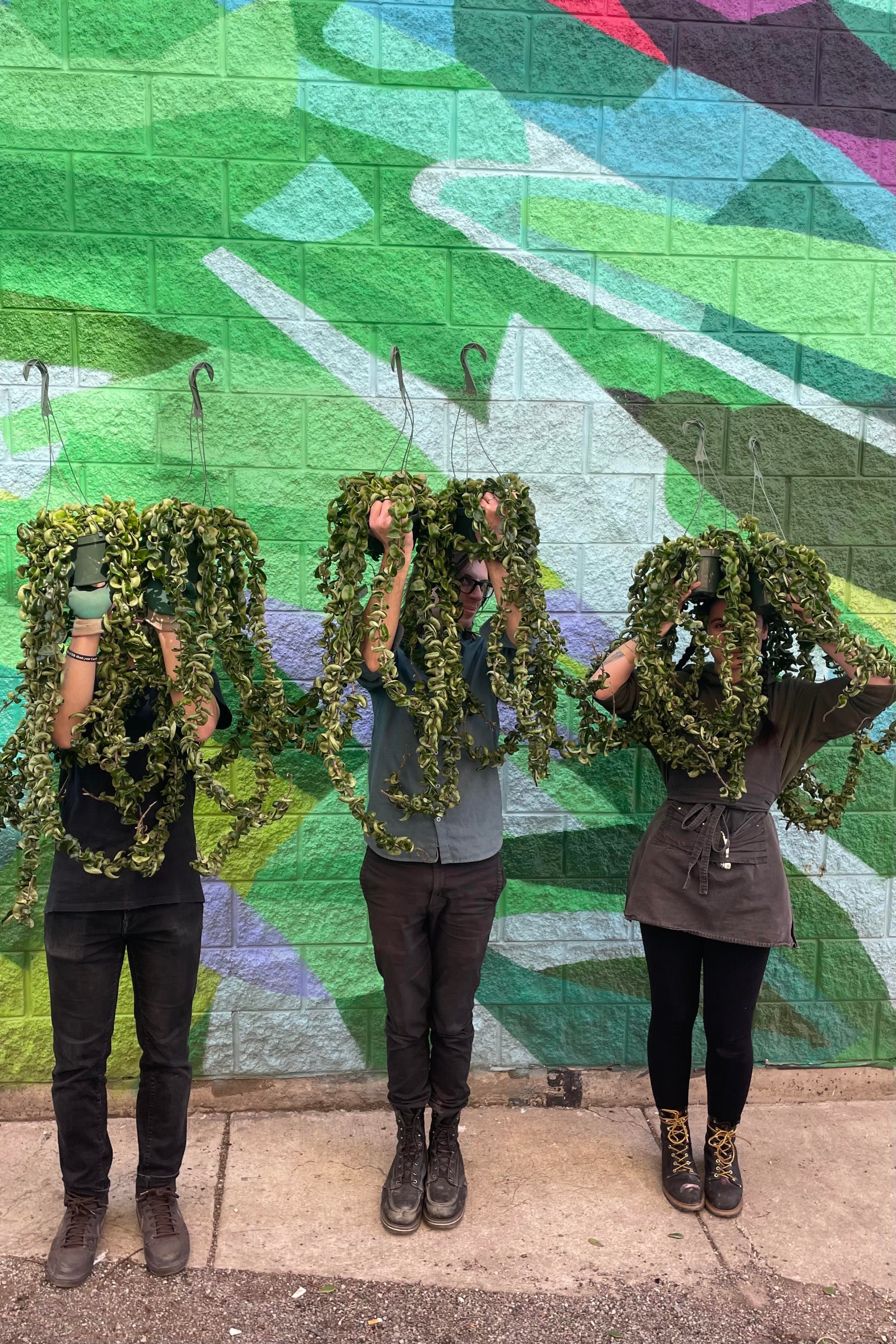 Photo of three gardeners holding pots of Hoya carnosa compacta with long trailing vines in front of their faces. They stand against a brightly colored mural on a brick wall. ©Sprout Home