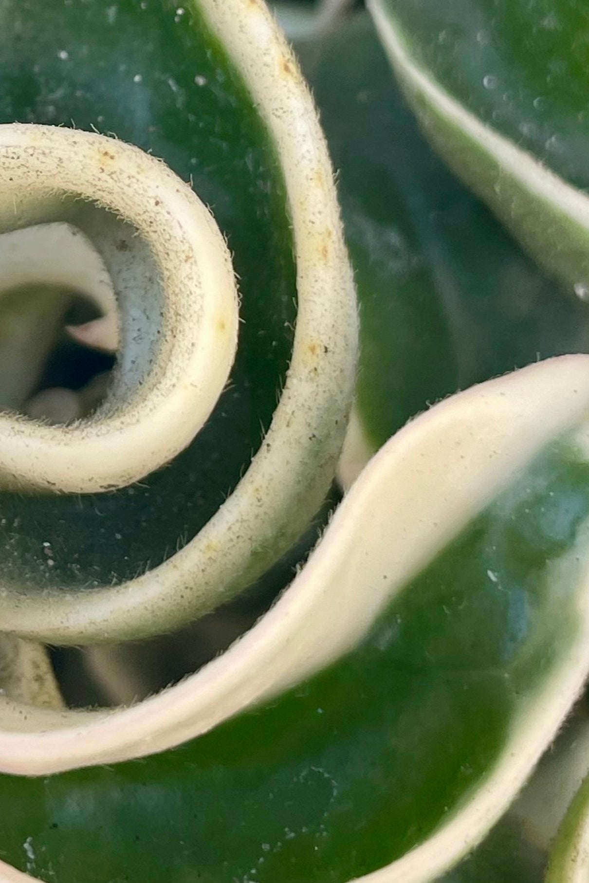 A close photo of the tightly curled leaves of Hoya carnosa compacta variegated ©Sprout Home