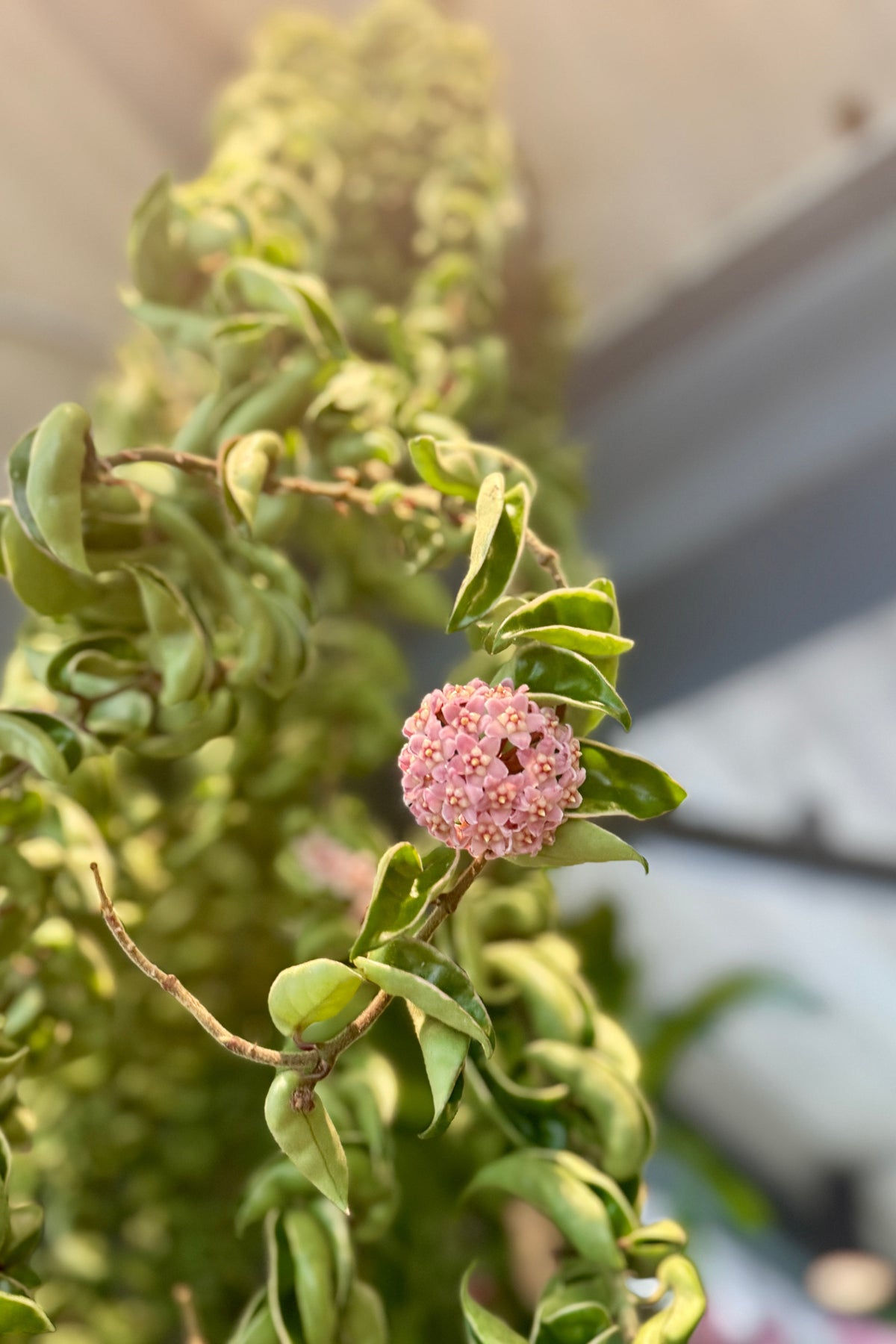Hoya carnosa compacta 'Variegata' flower in bloom and up close ©Sprout Home