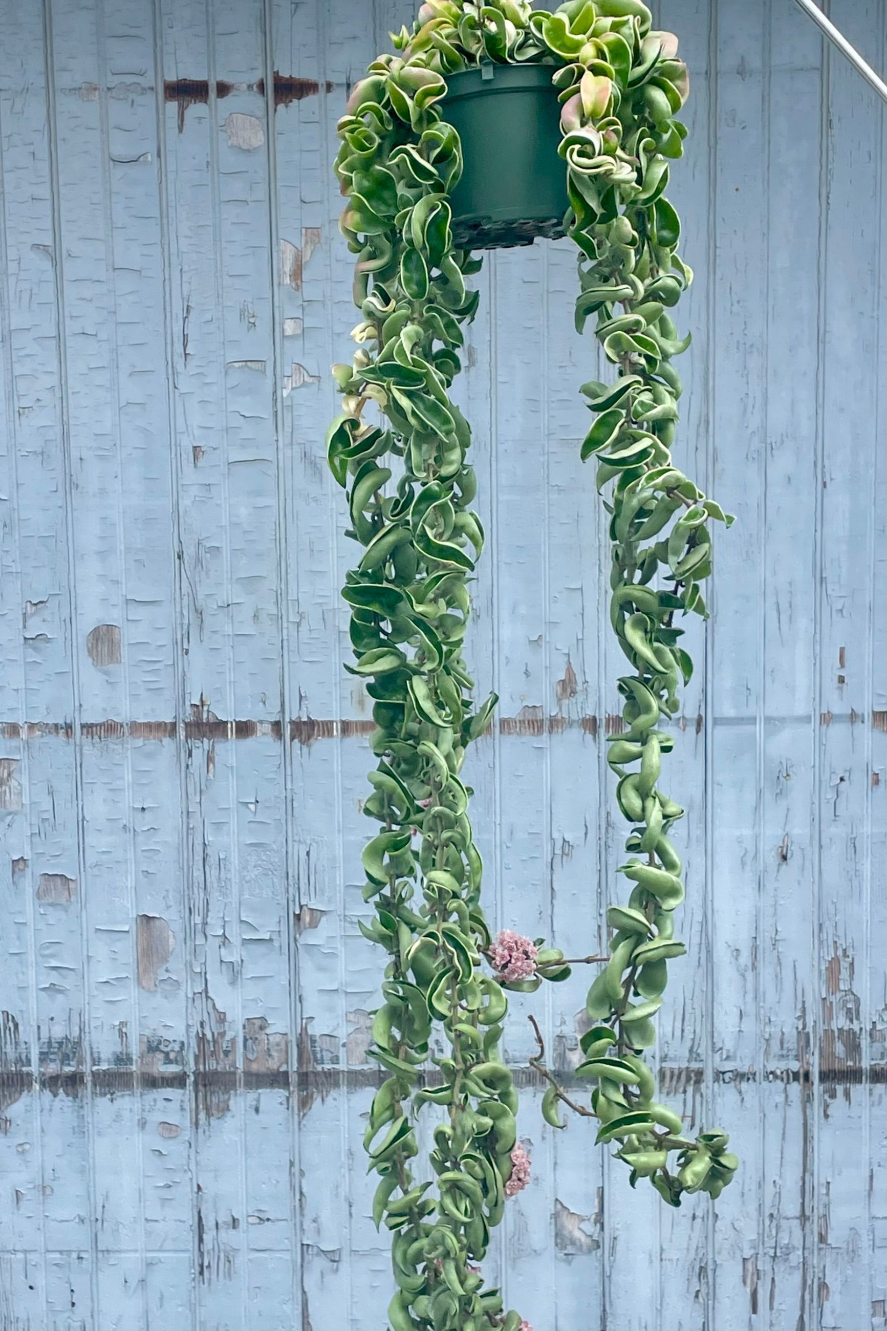 A trailing Hoya carnosa vine in front of a gray wall ©Sprout Home