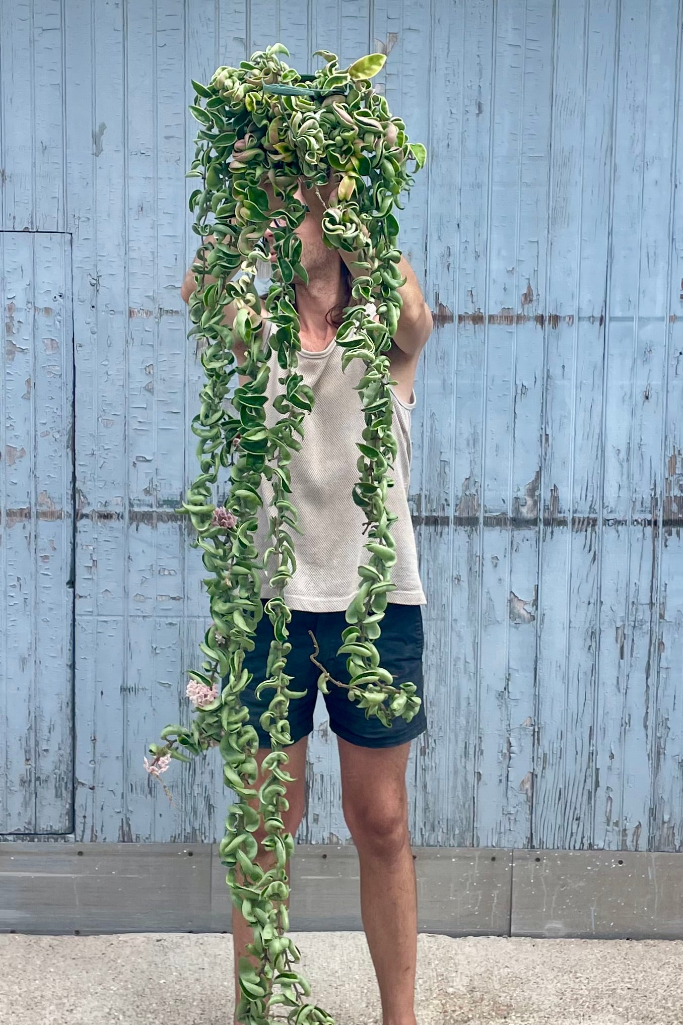 A person wearing beige and black holding a Hoya Rope vine with flowers in front of a weathered wall ©Sprout Home
