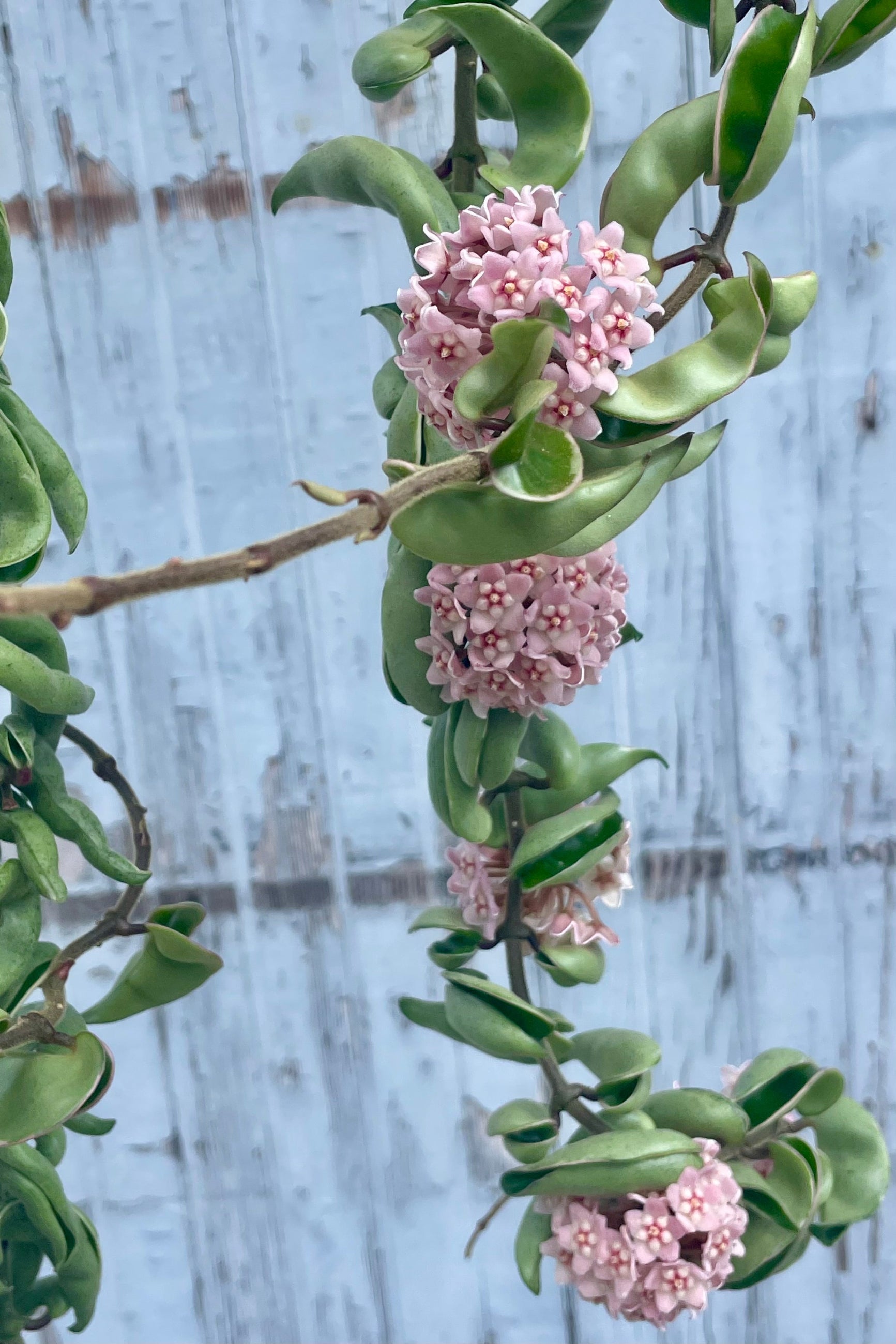 Close-up of umbels of pink flowers on a Hoya vine ©Sprout Home