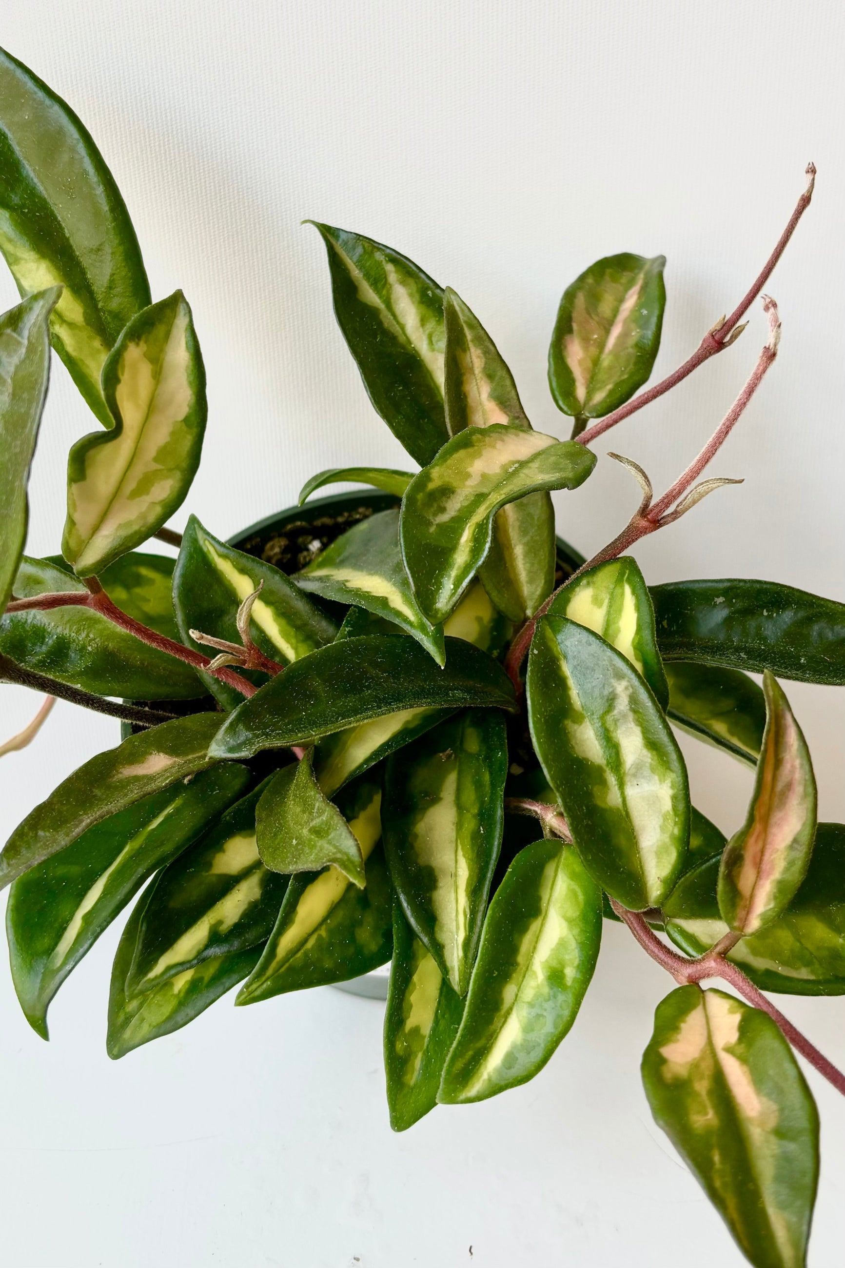 Krimson Priincess waxflower vine up close showing the cream mottled green leaves ©Sprout Home