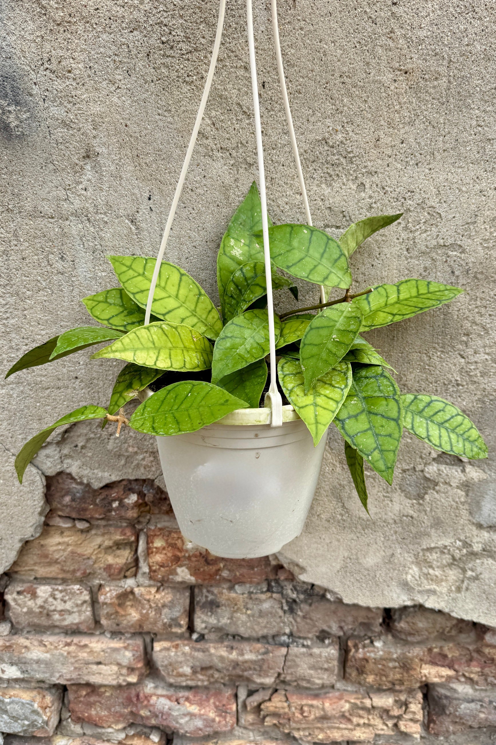 Hoya callistophylla 6" trailing houseplant with patterned leaves hanging in a frosted white plastic pot suspended by white cords against a textured concrete and brick wall. ©Sprout Home