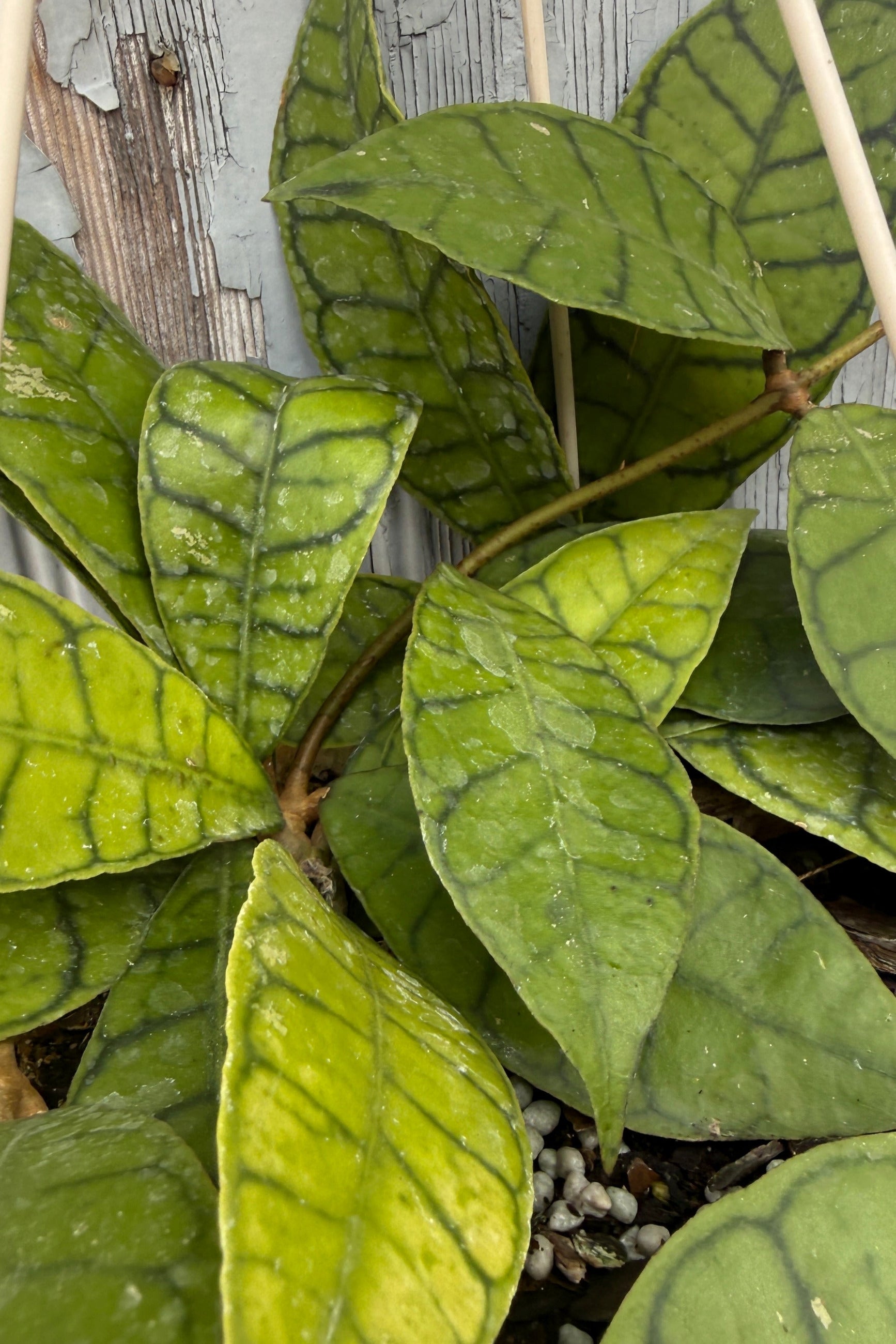 Close-up of a Hoya callistophylla green leafy plant with prominent dark veining and variegated yellow-green tones, growing against a weathered gray wooden background. ©Sprout Home