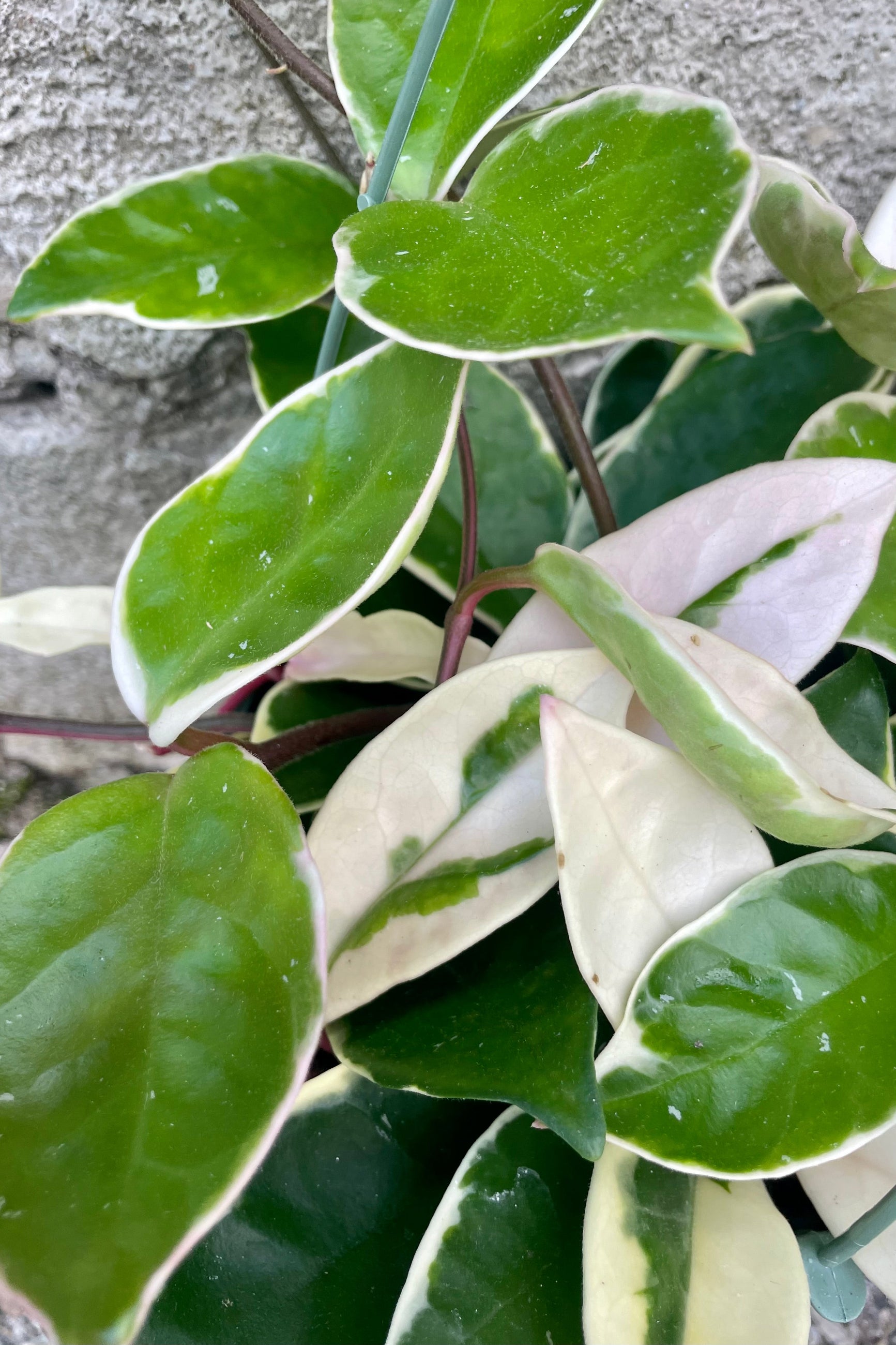A detailed view of the leaves of the 6" Hoya carnosa 'Tricolor' against a concrete backdrop ©Sprout HOme
