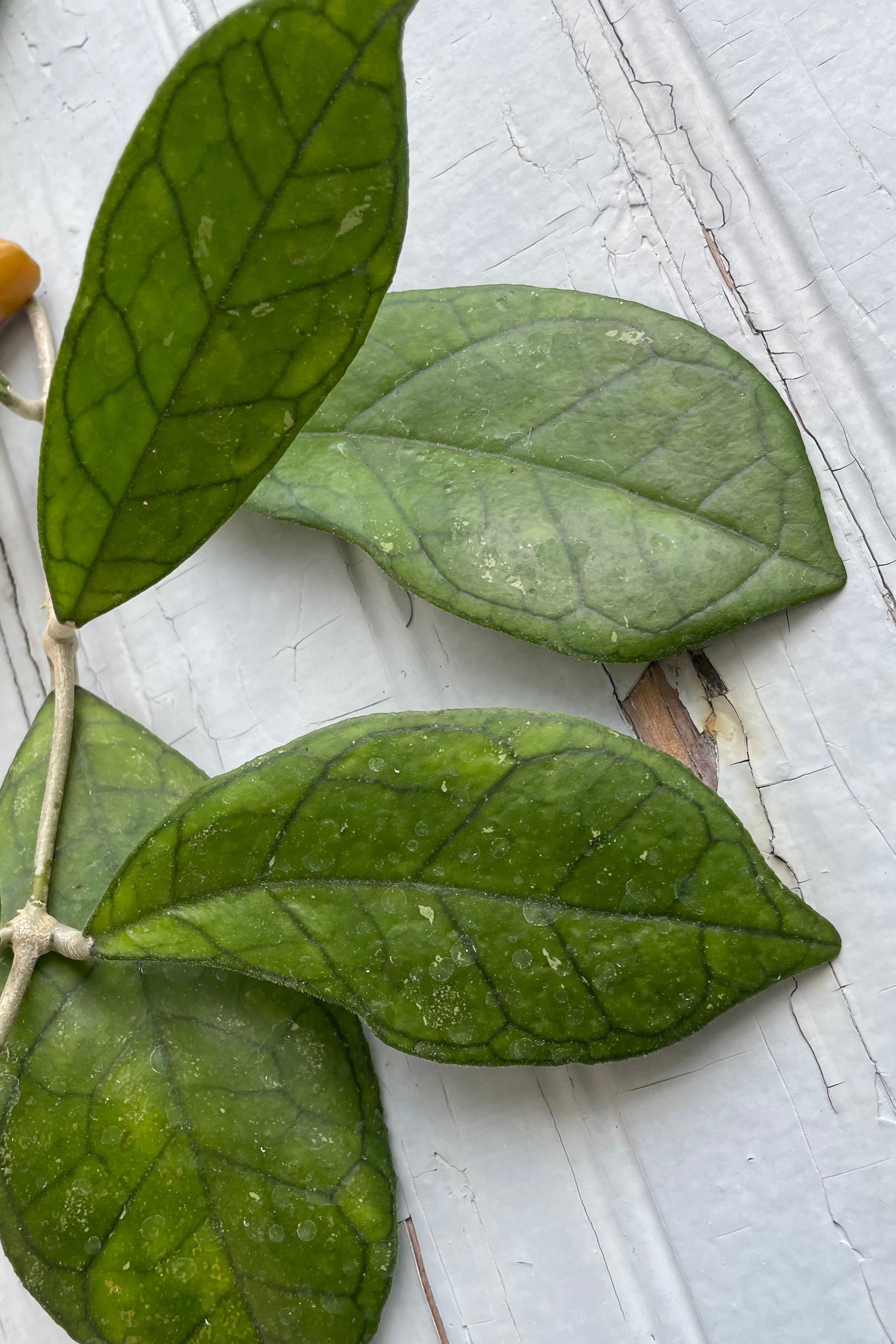 A detailed view of Hoya finlaysonii 4" against wooden backdrop