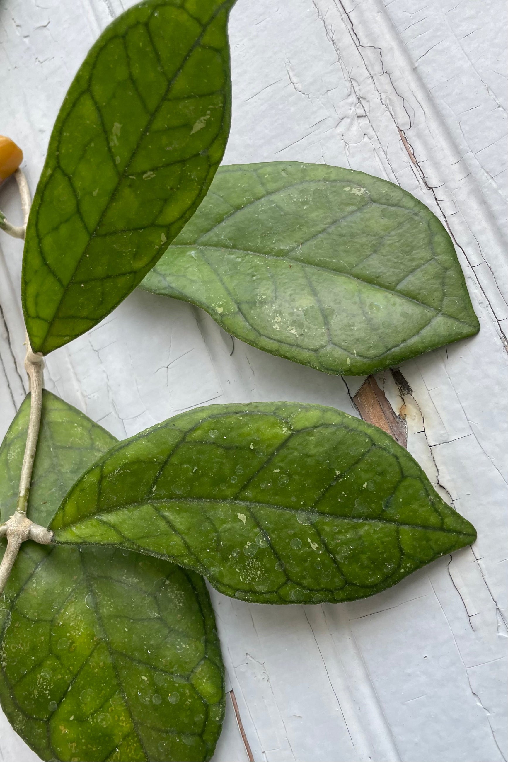 A detailed view of Hoya finlaysonii 4" against wooden backdrop ©Sprout Home