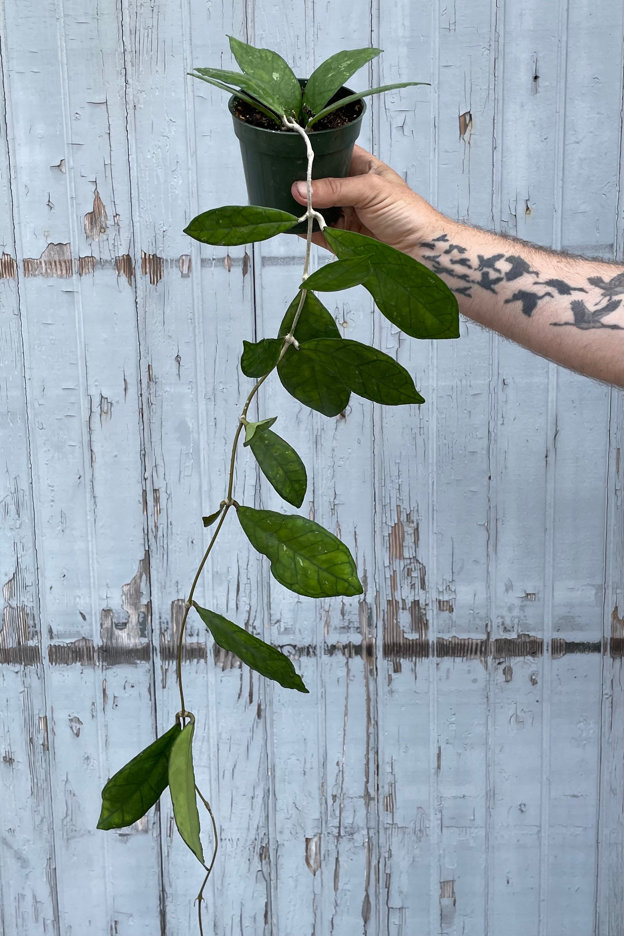 A hand holds Hoya finlaysonii 4" in grow pot against wooden backdrop