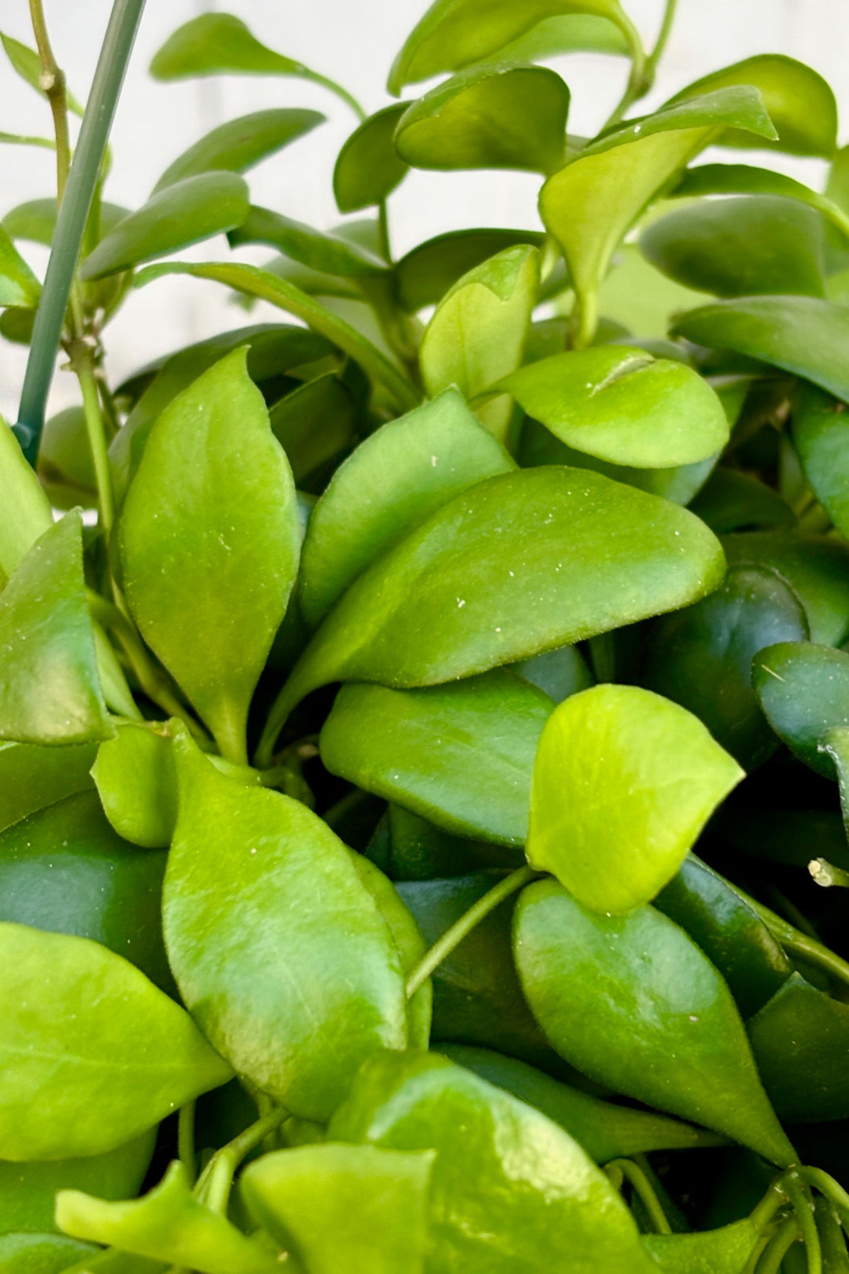 Close up of Hoya heuschkeliana ©Sprout Home