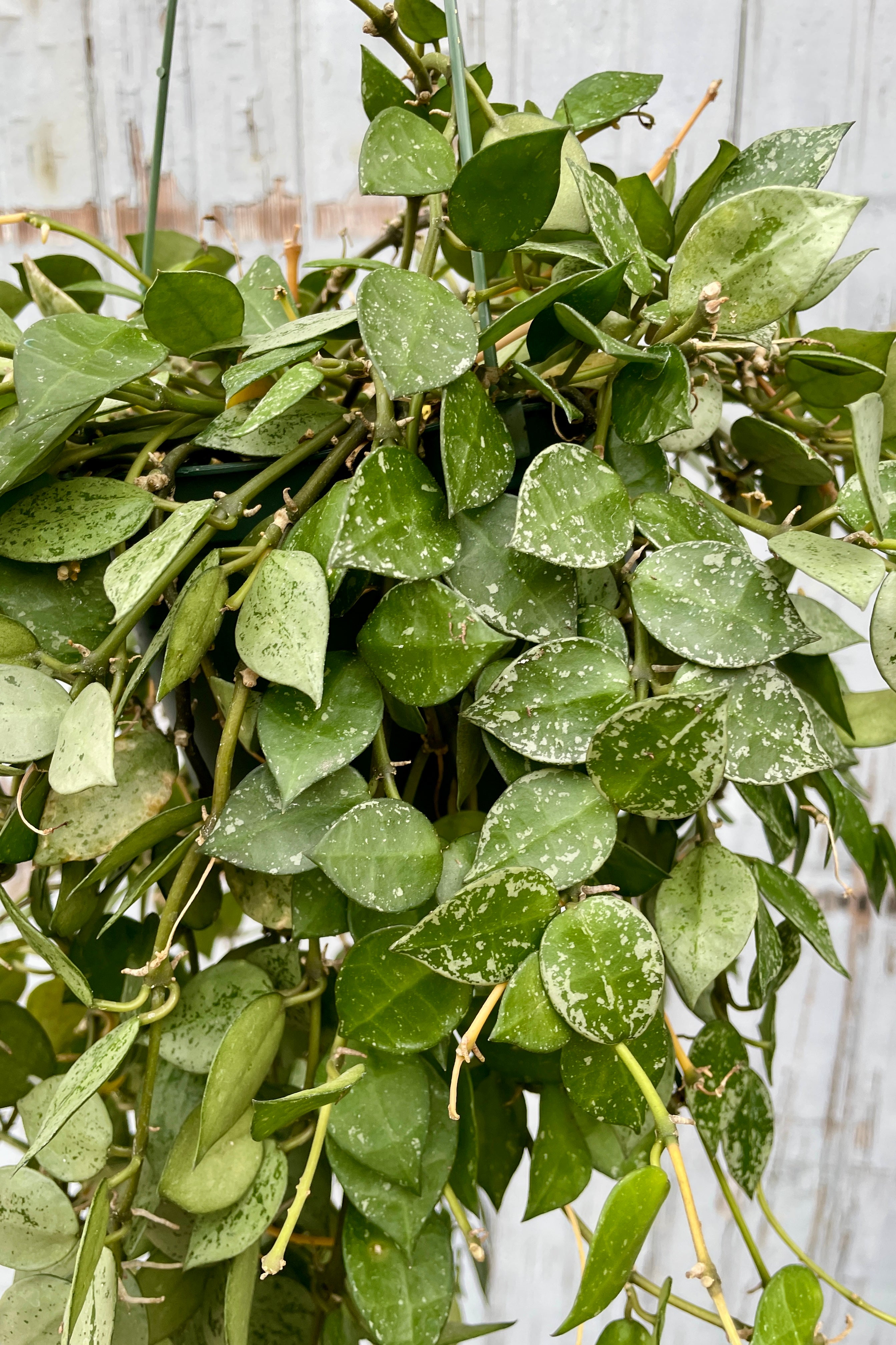 Hoya 'Eskimo' detail in a 6" hanging pot against a gray wood wall at SPROUT HOME