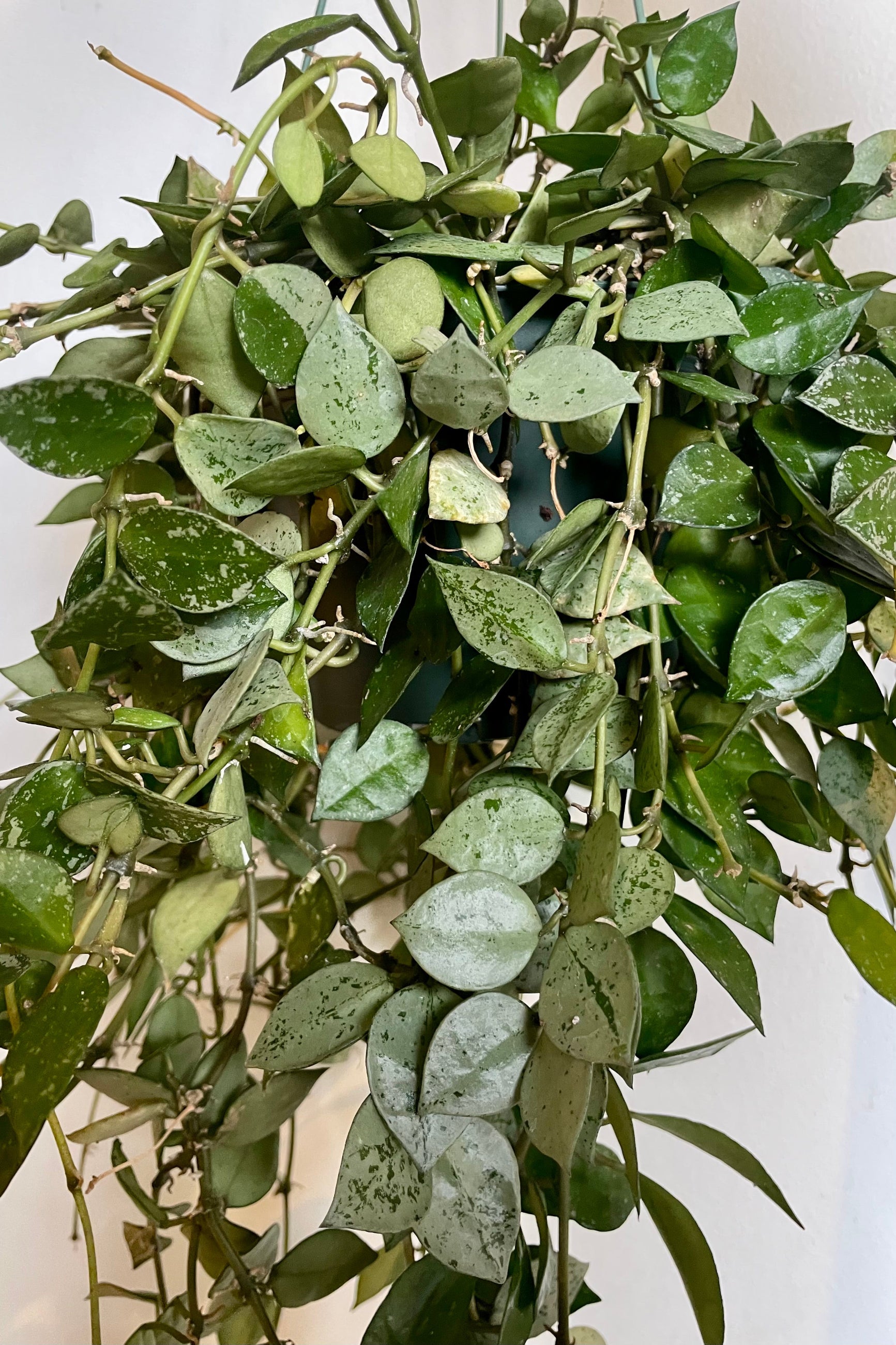 Photo of Hoya 'Eskimo' against a white wall. The plant has many dense vines of small round leaves which end in a point. The leaves are green and silver mottled. ©Sprout Home