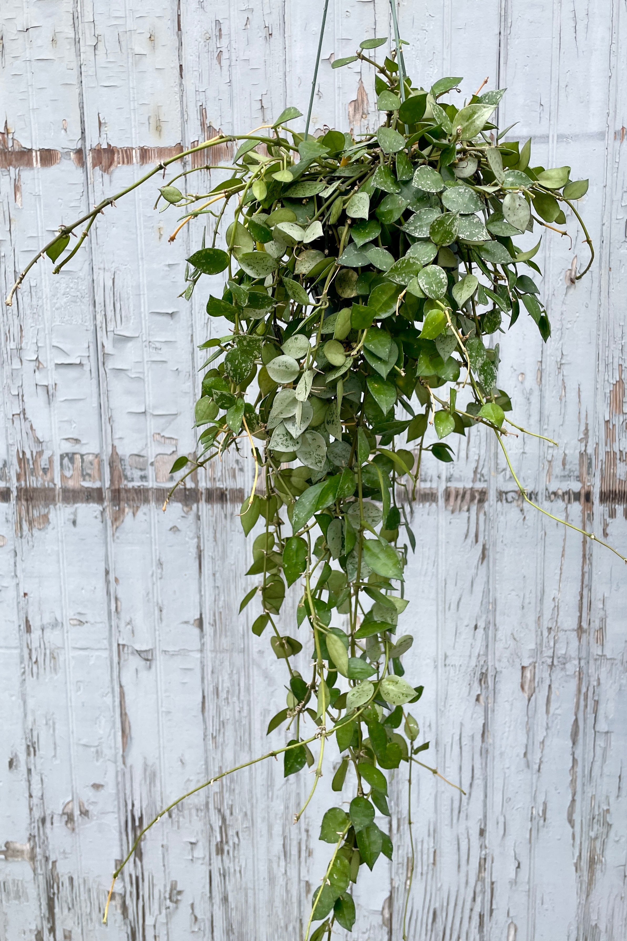Hoya 'Eskimo' in a 6" hanging pot against a gray wood wall at SPROUT HOME
