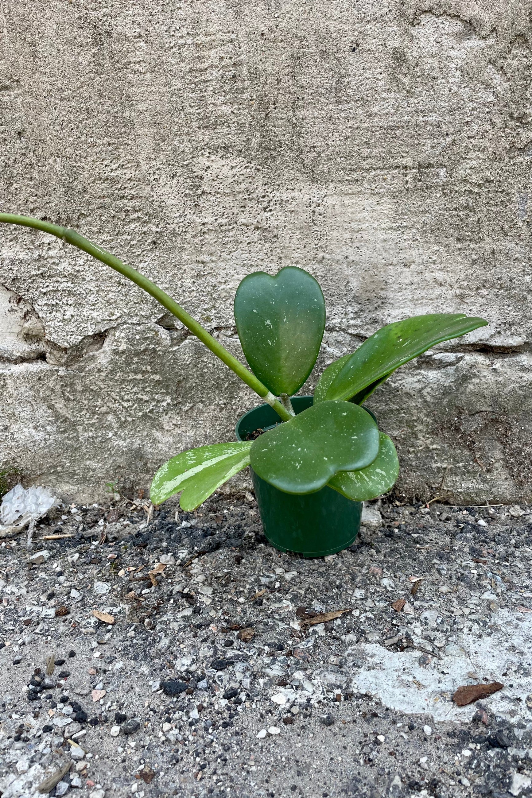 Photo of Hoya kerrii 'Splash' in a nursery pot against a cement wall. ©Sprout Home