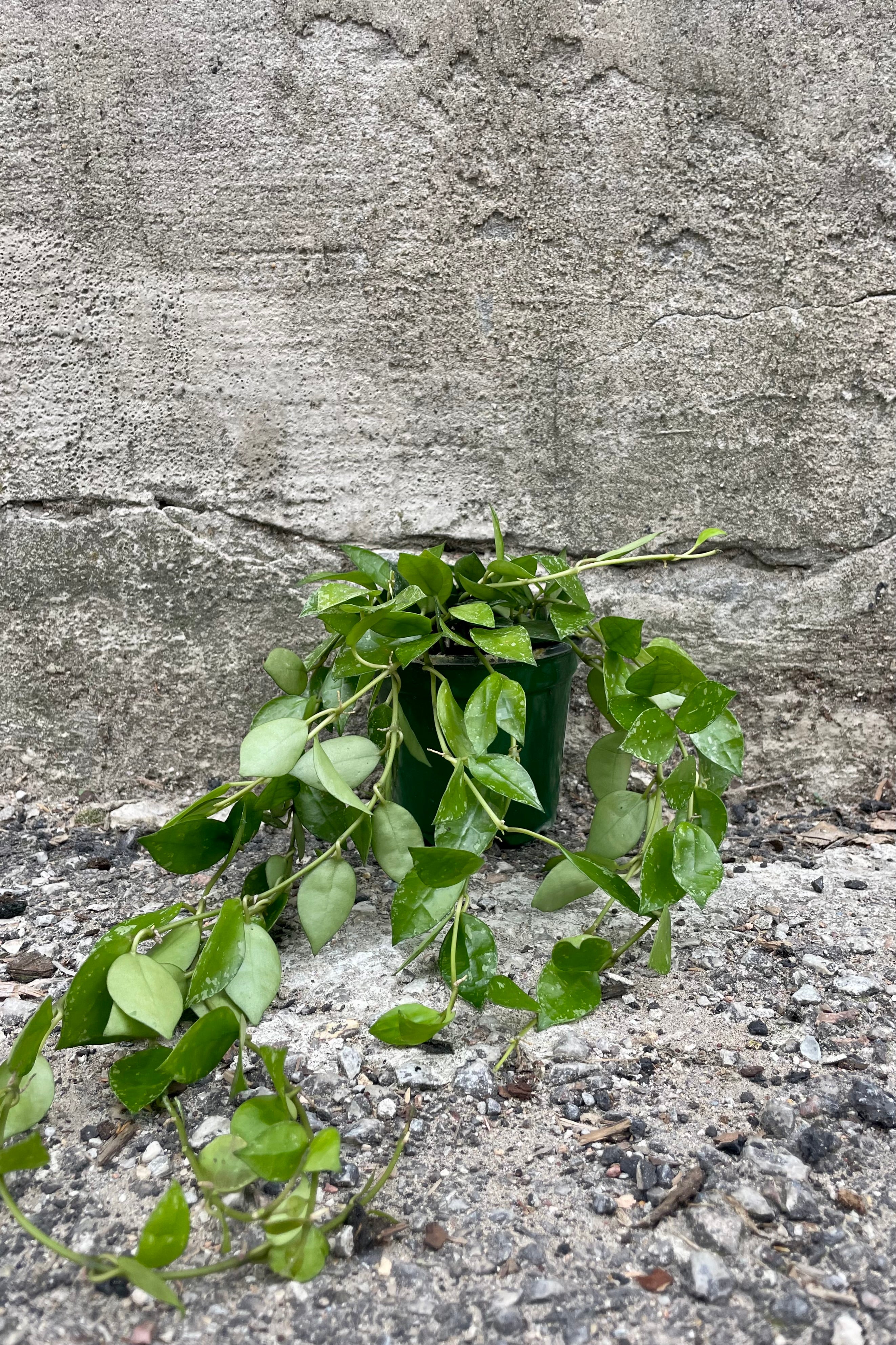Photo of small green leaves with spots of Hoya krohniana in a black nursery pot against a cement wall.