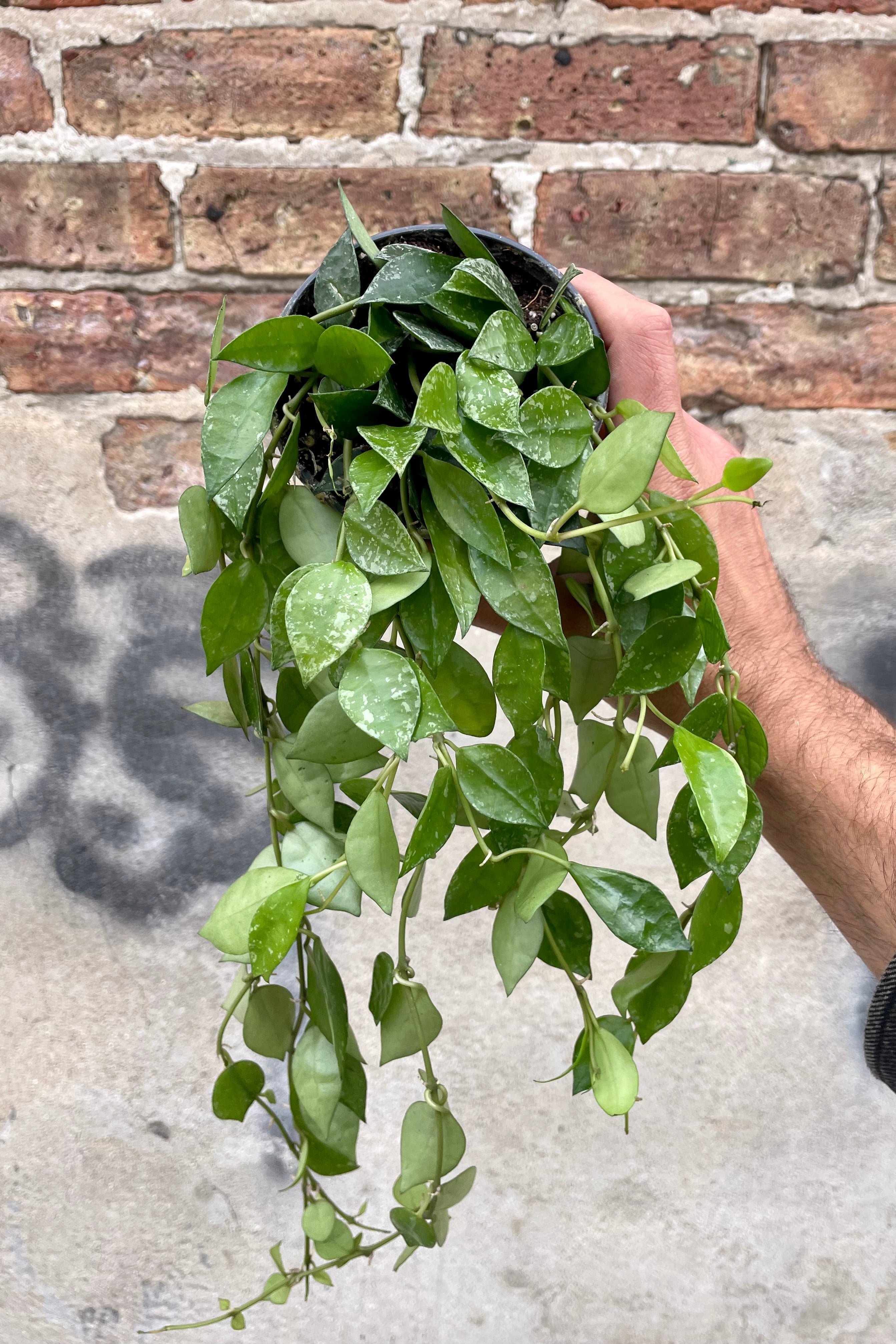Photo of a hand holding a plant with small green leaves with spots of Hoya krohniana in a black nursery pot against a cement wall.