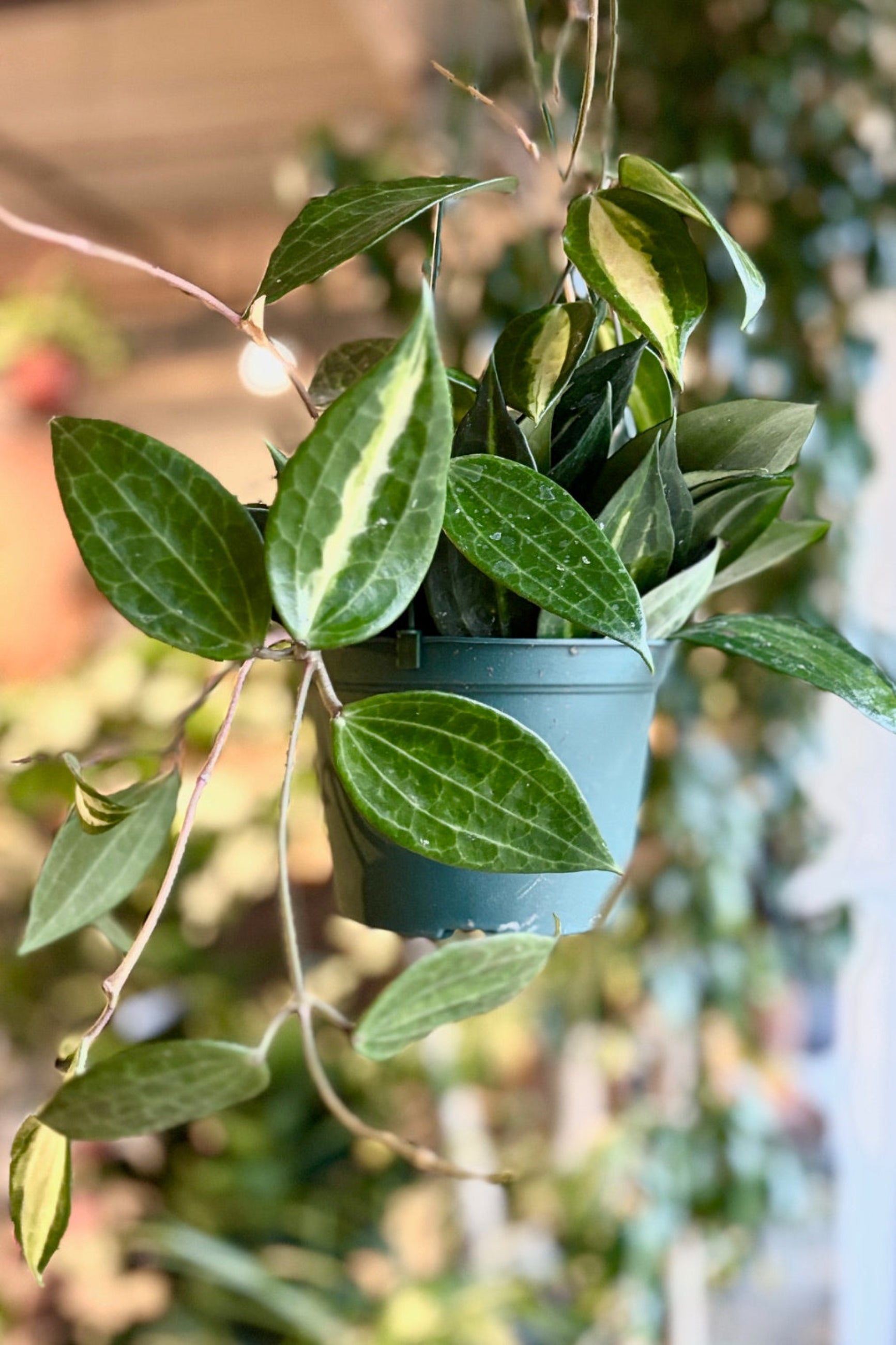 Hoya latifolia 'Pot of Gold' in a hanging basket ©Sprout Home