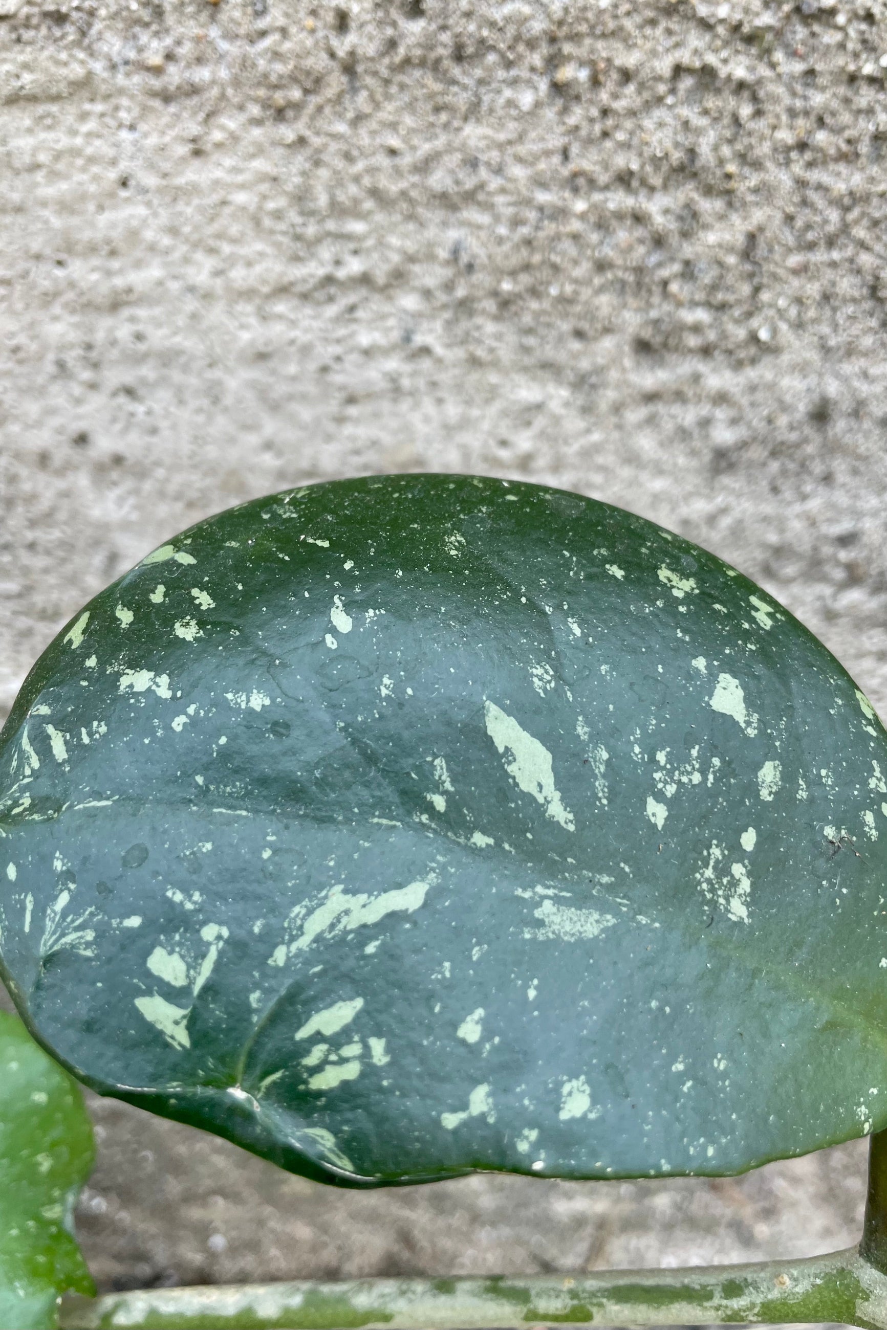 Close up photo of speckled leaf of Hoya obovata 'Splash' against a cement wall. ©Sprout Home