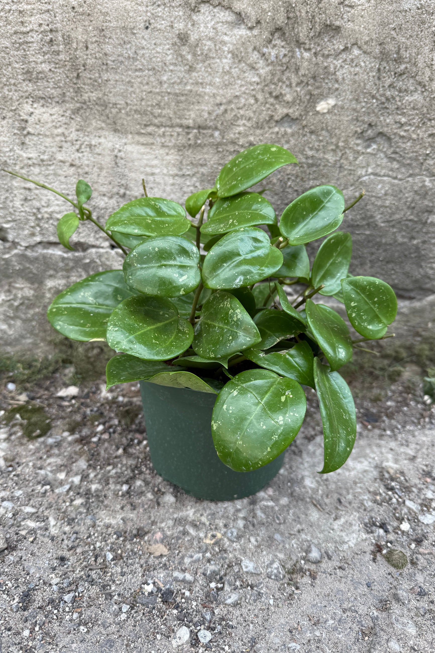Hoya parasitica plant in a 6" growers pot on a concrete surface ©Sprout Home
