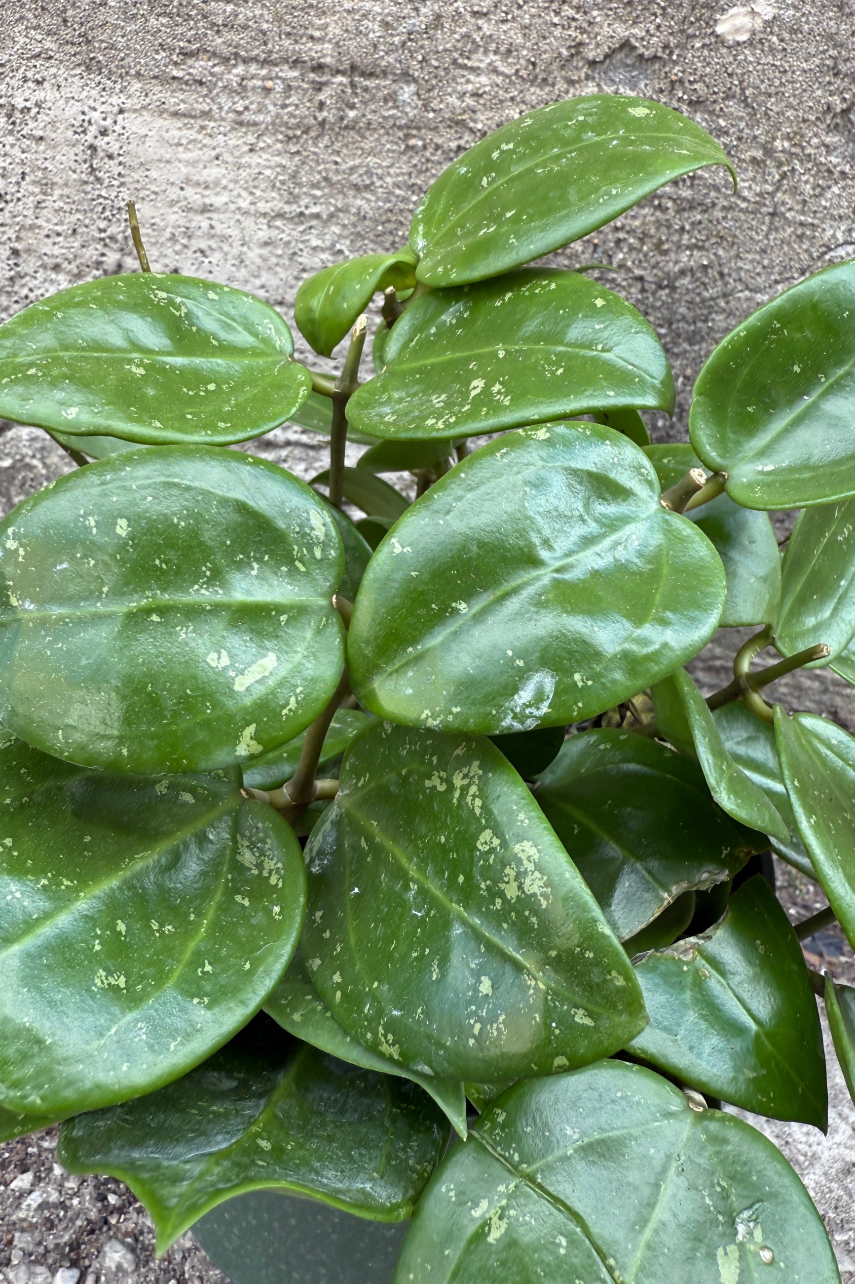 Hoya parasitica plant leaves on a concrete surface ©Sprout Home