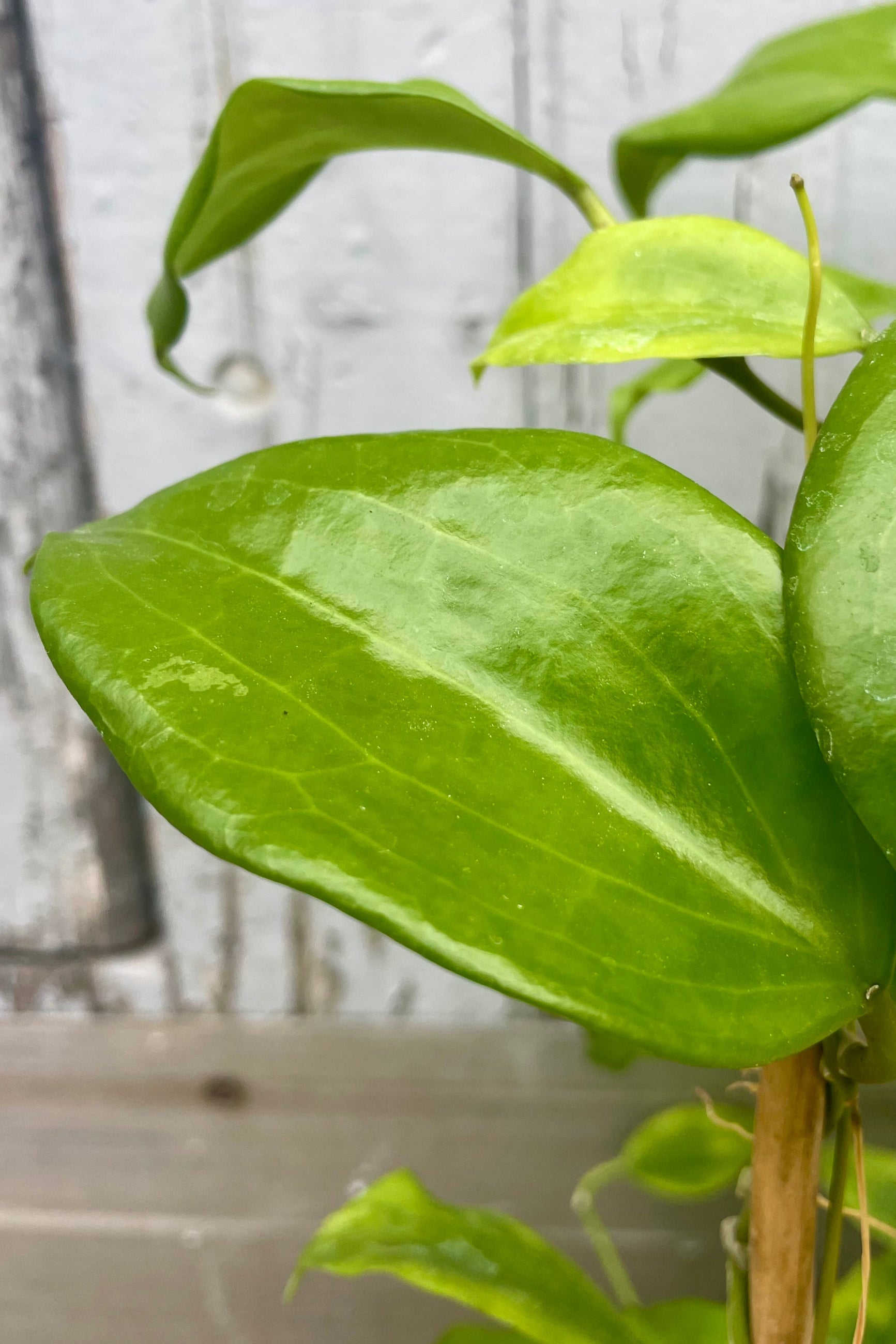 Close photo of glossy green Hoya leaves in front of a wooden wall ©Sprout Home