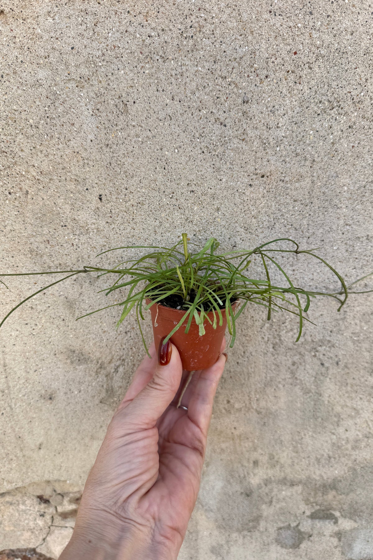 A hand holding a Hoya retusa 2.5" against a textured concrete wall. ©Sprout Home