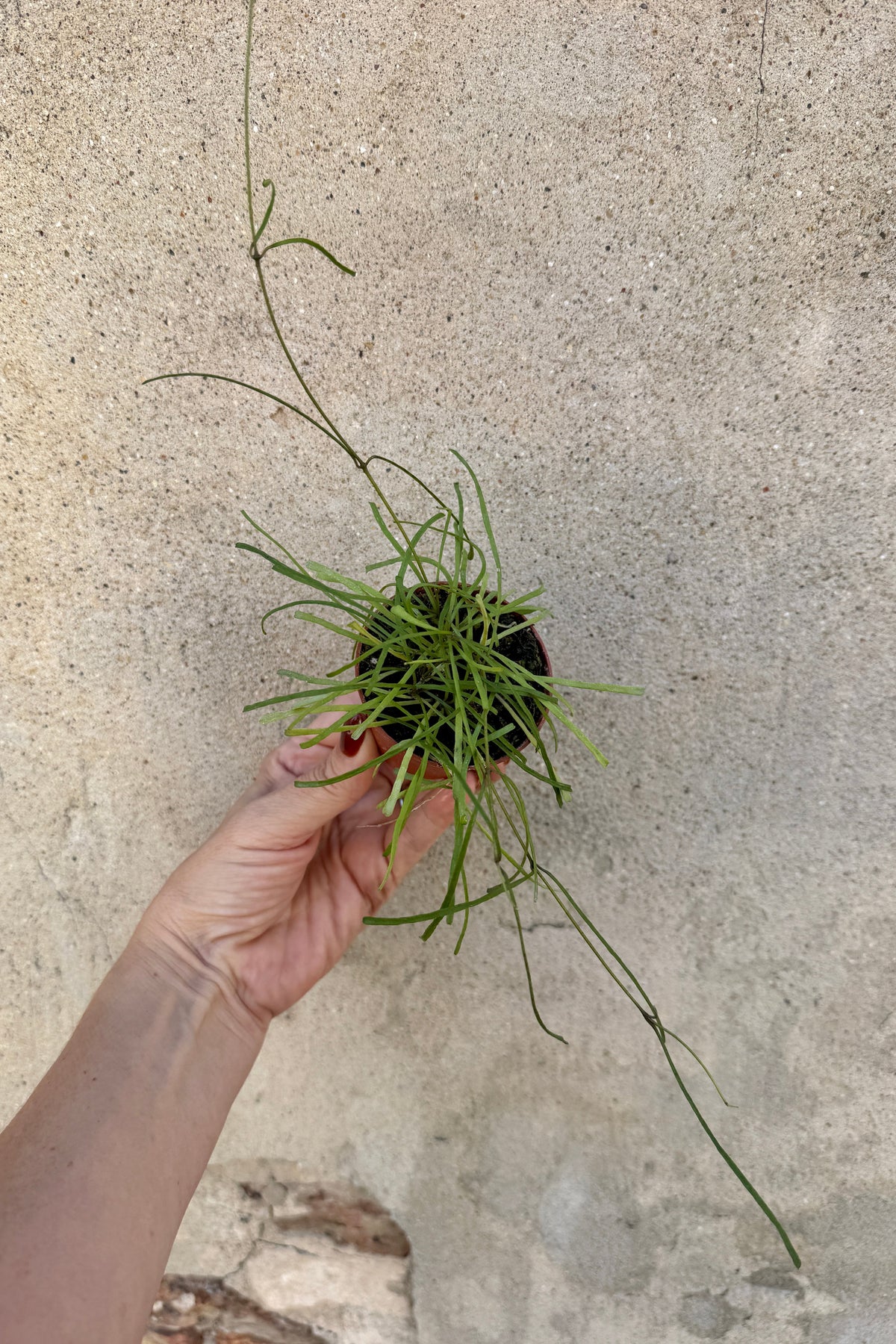 A hand holding a sHoya retusa 2.5" with long, thin trailing stems against a textured concrete wall. ©Sprout Home