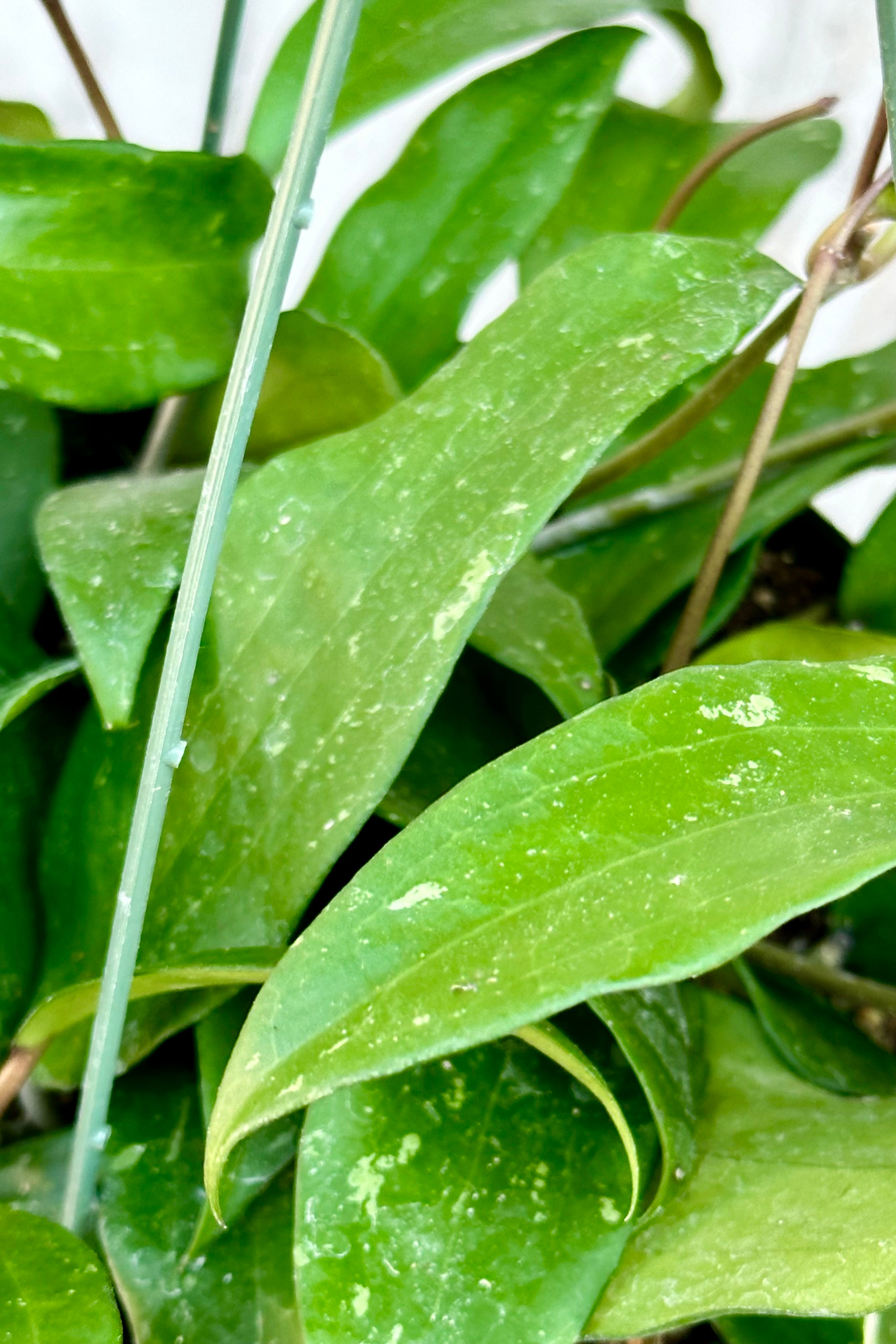 The thick lance shaped leaves of the Hoya rigida up close.