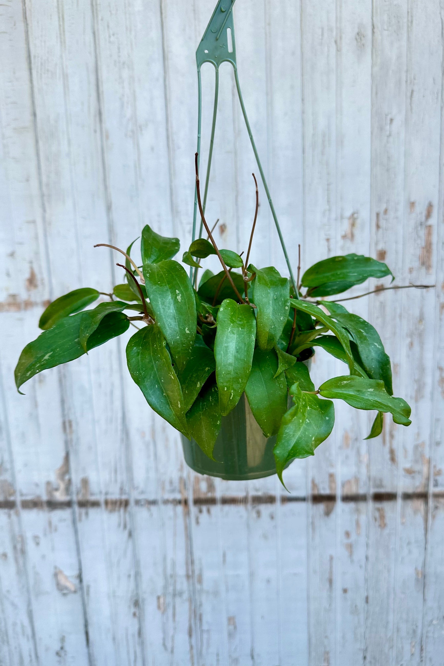 Hoy rigida in a 6" growers pot being held against a wood wall ©Sprout Home