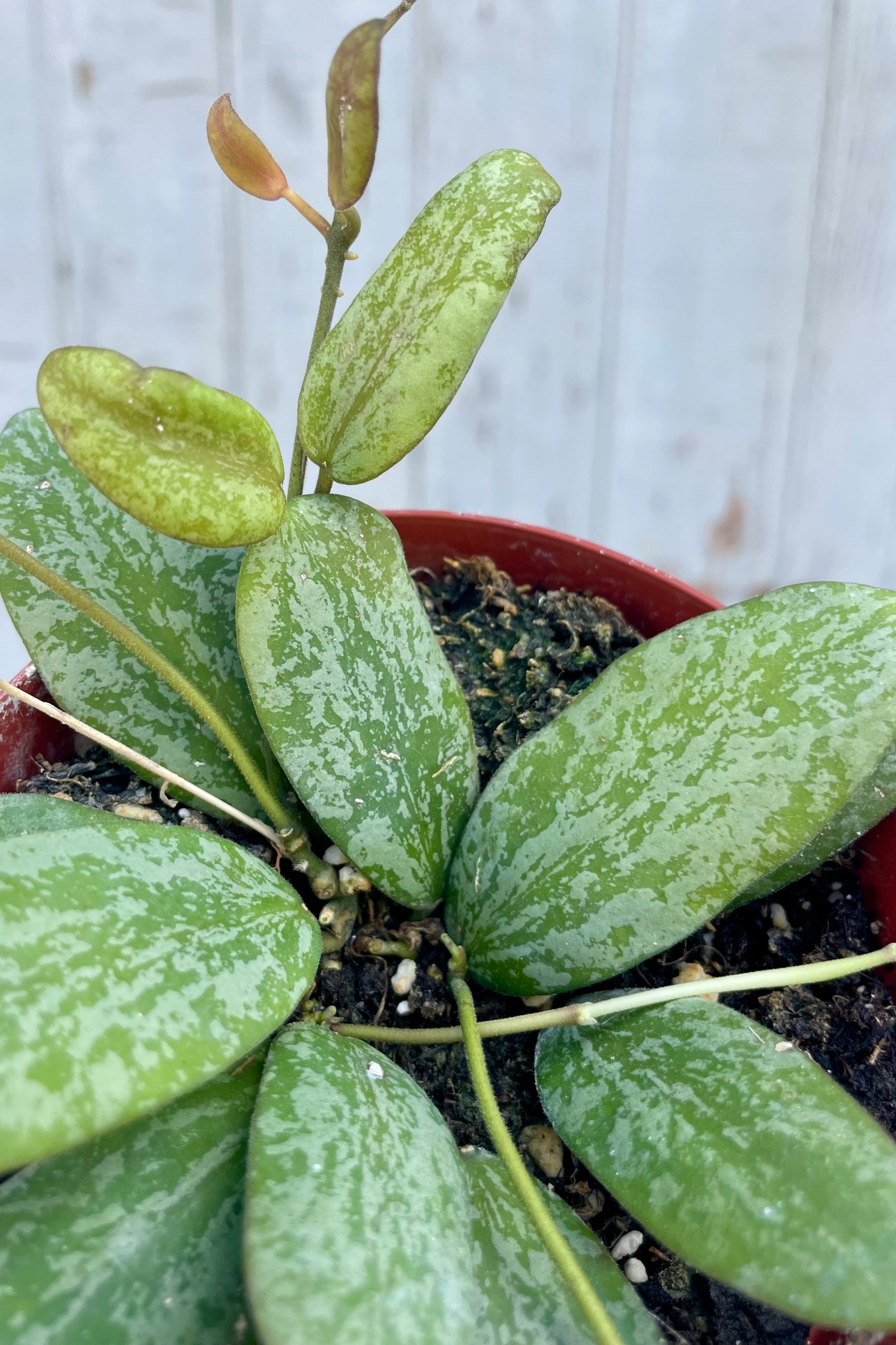 Close photo of a Hoya plant with oval, silver leaves ©Sprout Home