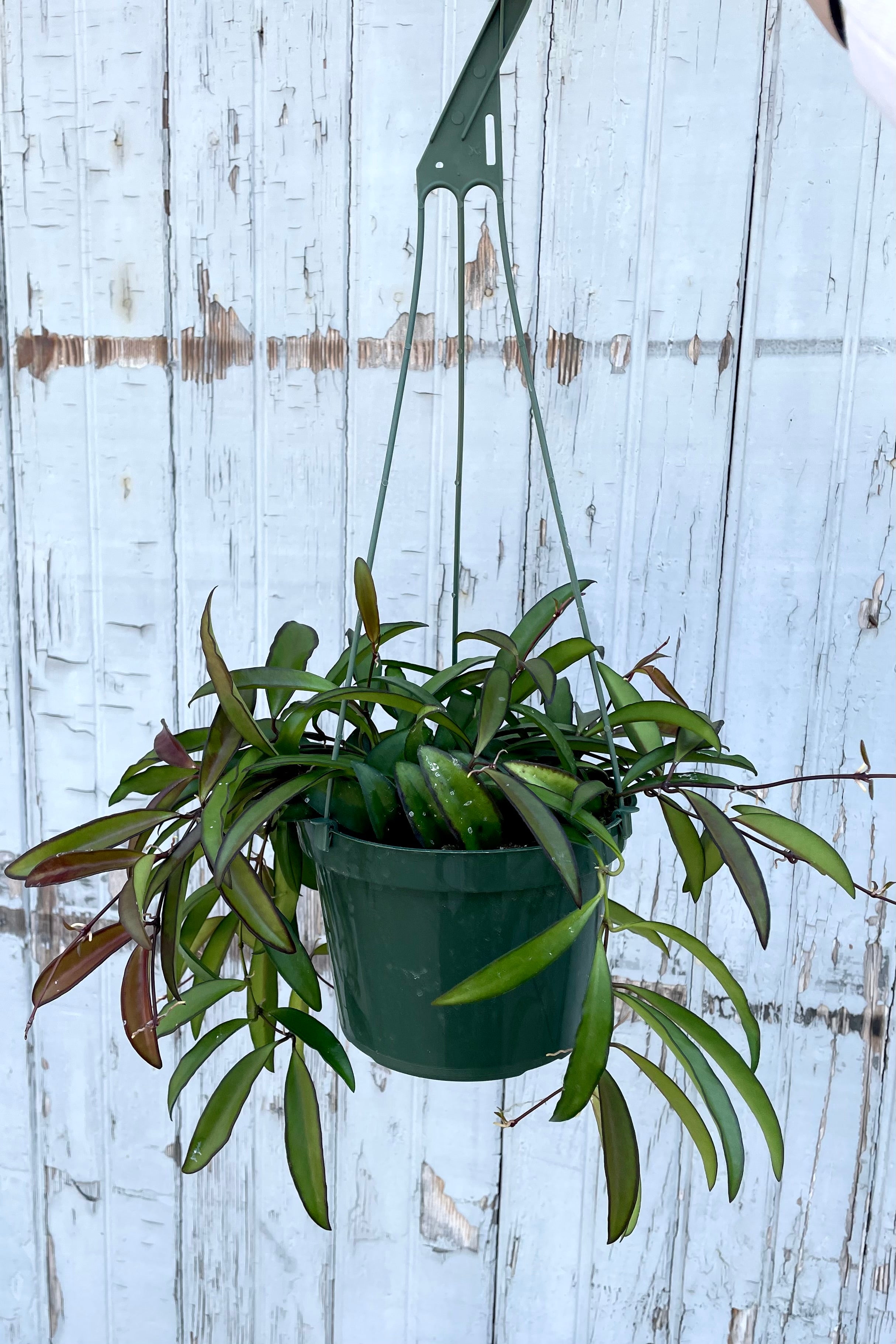 A full view of the hanging Hoya wayetii 6" in grow pot against wooden backdrop