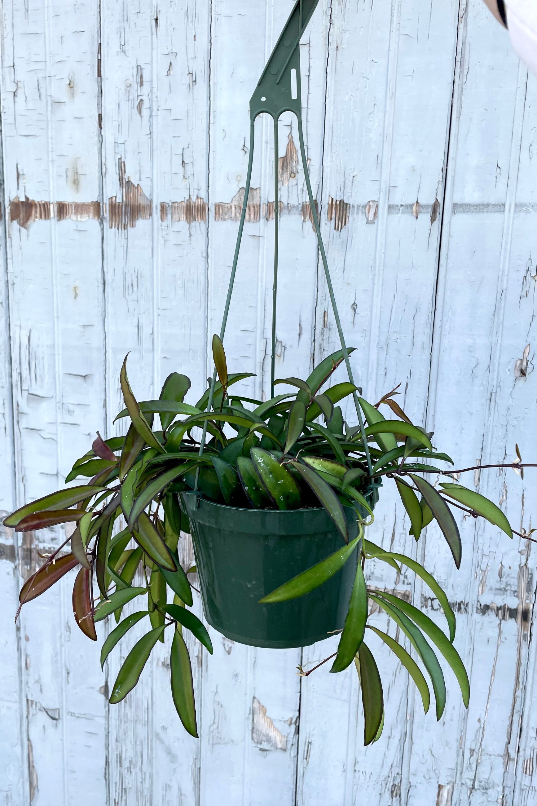 A full view of the hanging Hoya wayetii 6" in grow pot against wooden backdrop ©Sprout Home