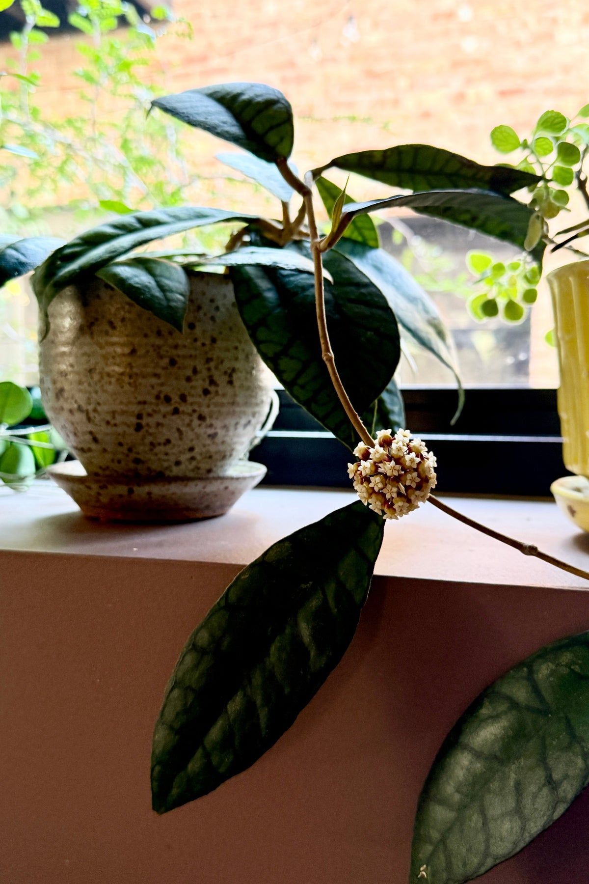 Hoya callistophylla potted in a Bruning pot an in bloom sitting on a window. ©Sprout Home