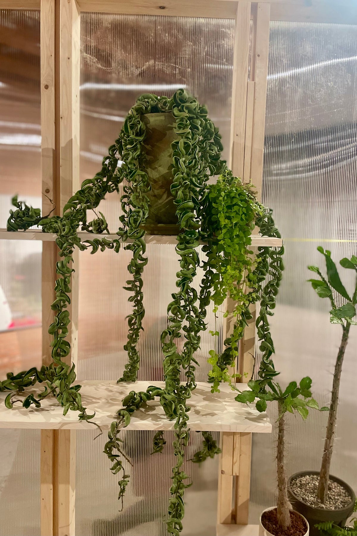 A trailing Hoya houseplant Hoya carnosa compacta in a tall clay pot on a wooden shelf as an installation view of VERDE at Secrist Beach SATELLITE ©Sprout Home