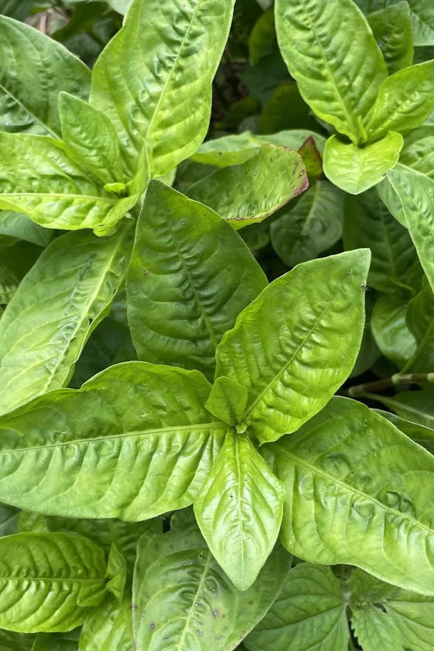 Japanese Indigo leaves up close ©Hudson Valley Seed