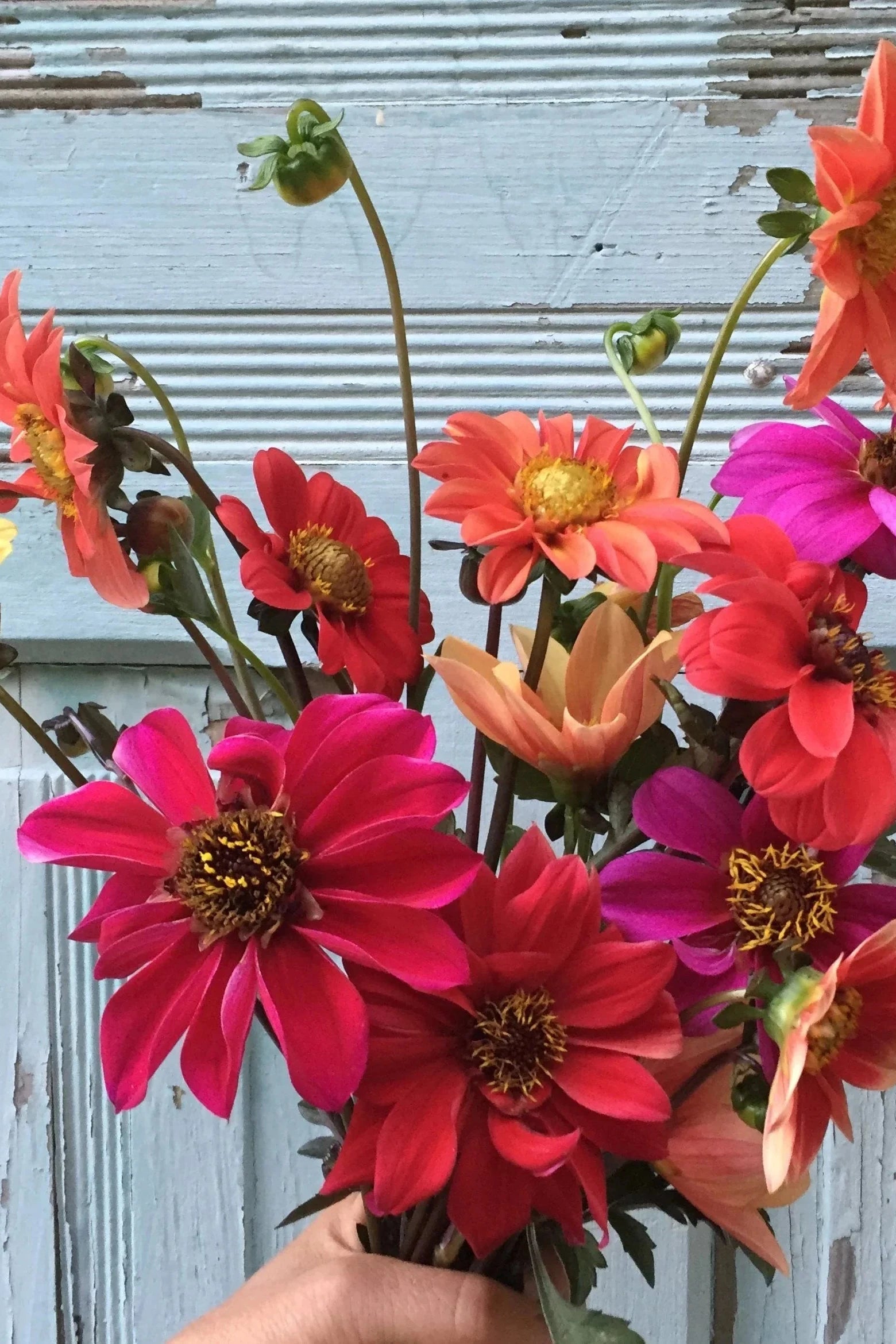 Bishops Children Dahlia flowers being held in hand ©Hudson Valley Seed