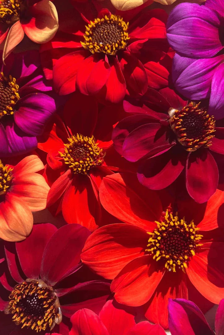 Various Bishops Children dahlia flower heads ©Hudson Valley Seed