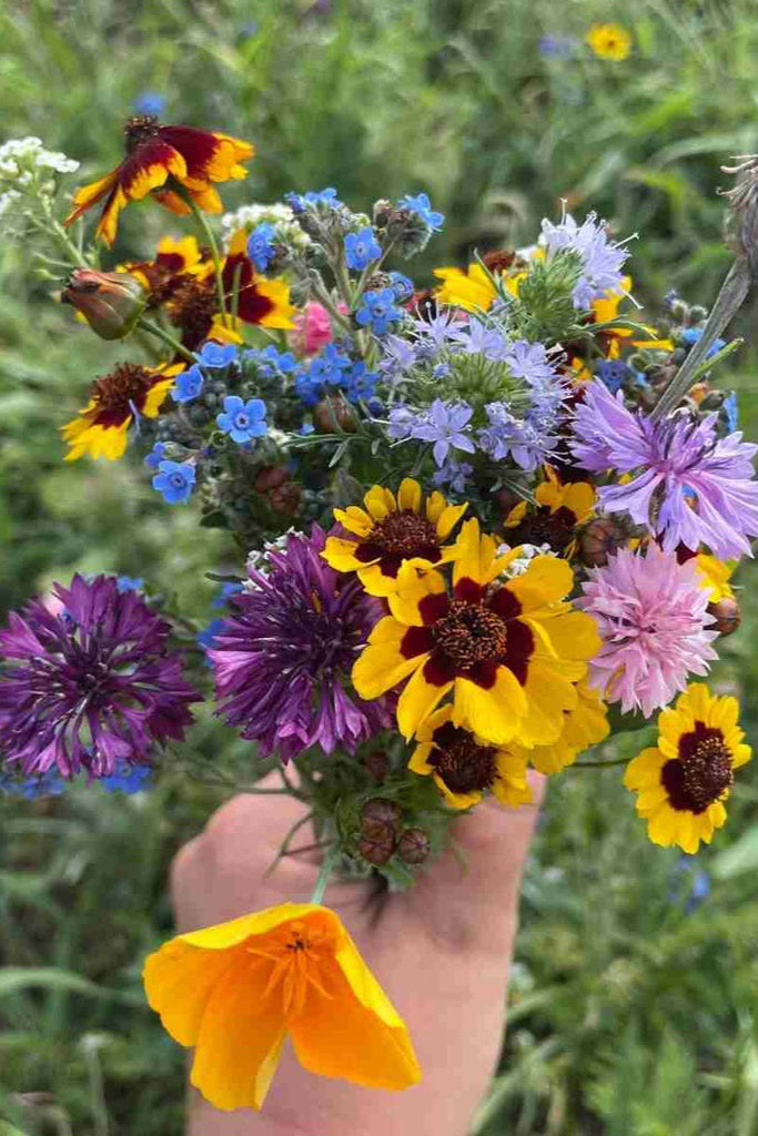Image of various flowers that could come with the Bee Nectary Flower Mix seeds byHudson Valley Seeds ©Hudson Valley Seed Co.