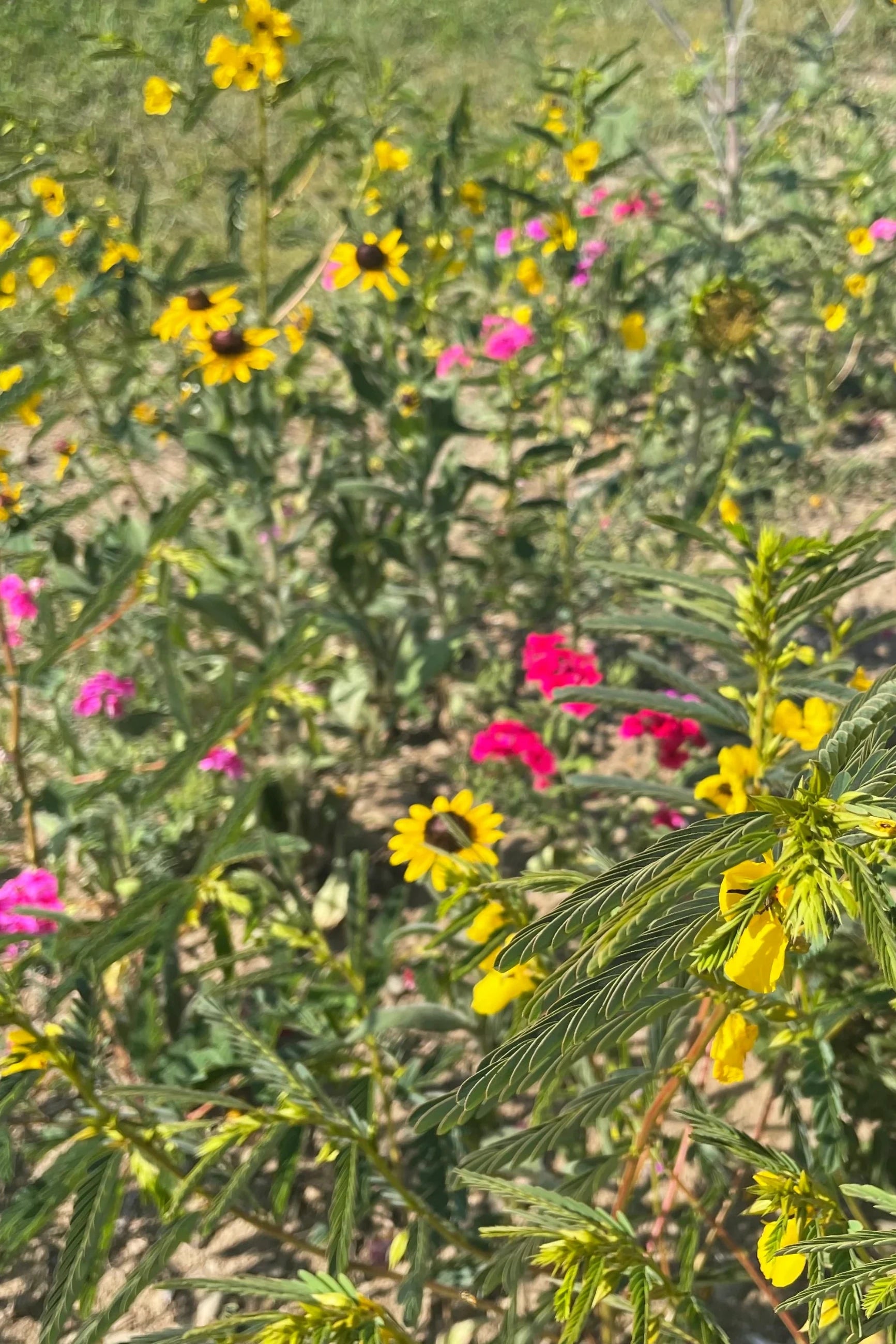 Image of flowers that are contained in Hudson Valley Seeds For the Birds Art Pack. ©Hudson Valley Seed Co.